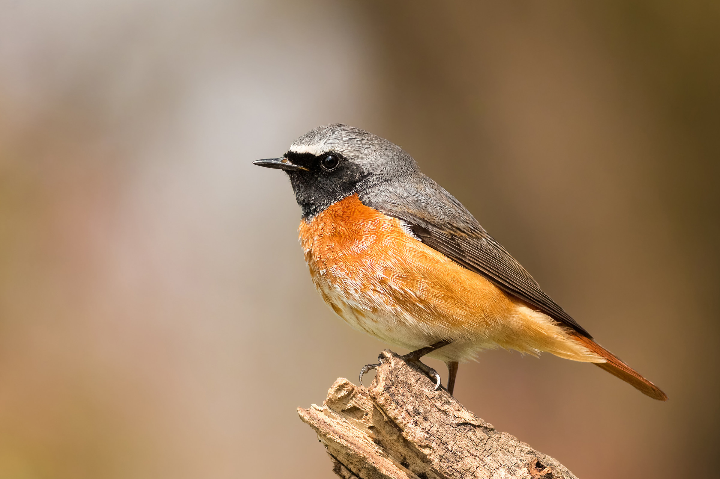 Male Redstart.