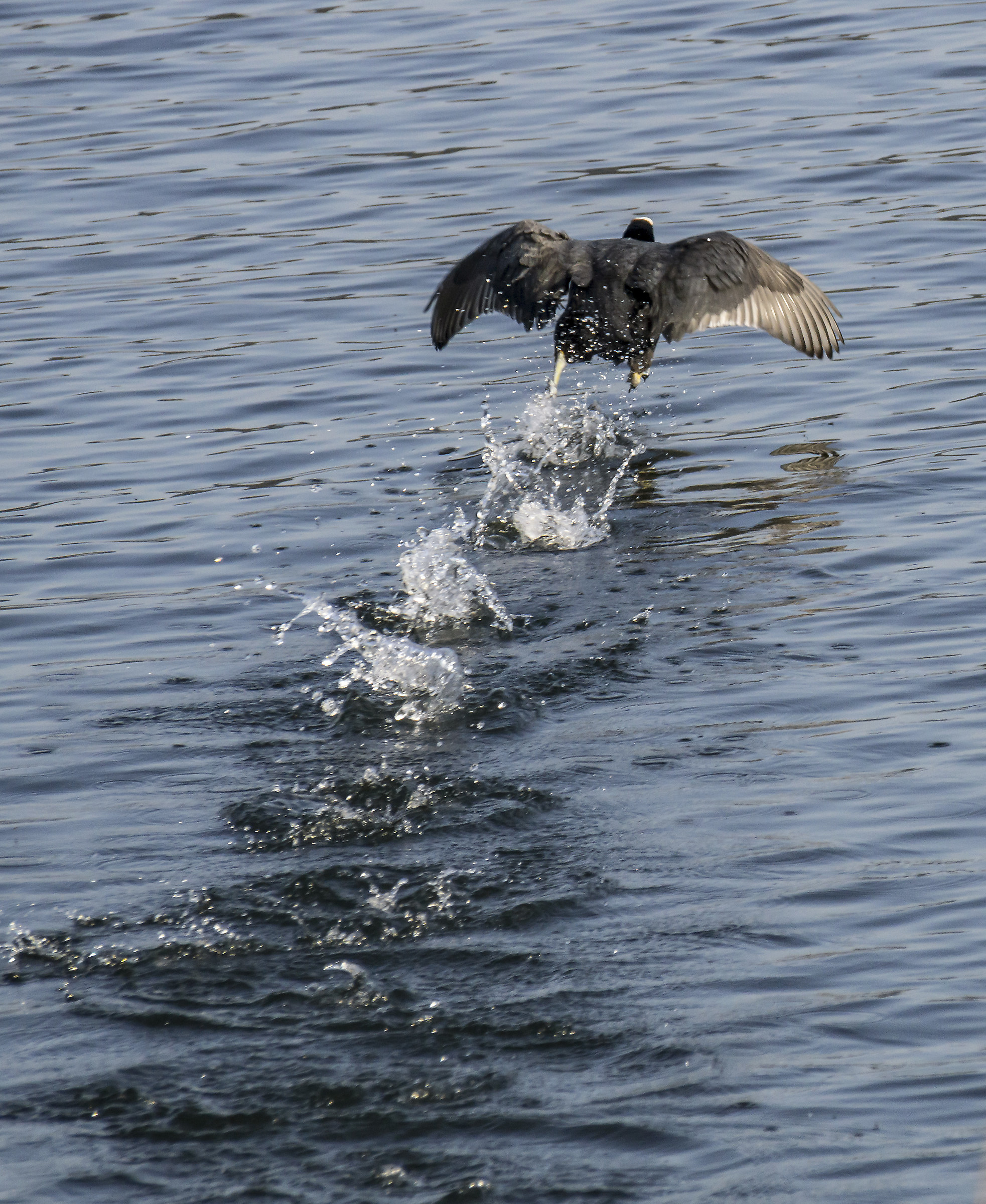 Coot flitting above the water