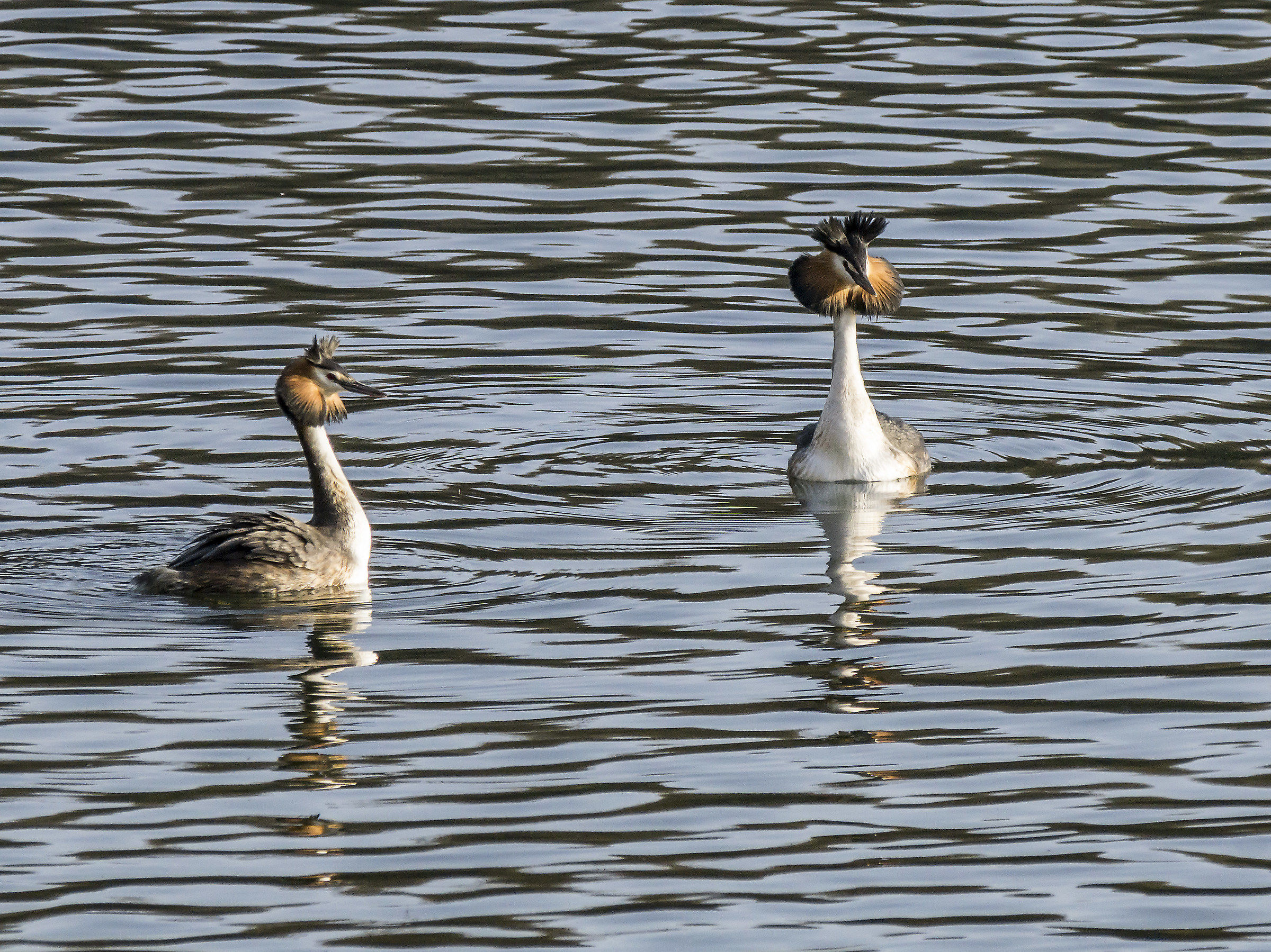 Courtship ritual between loons