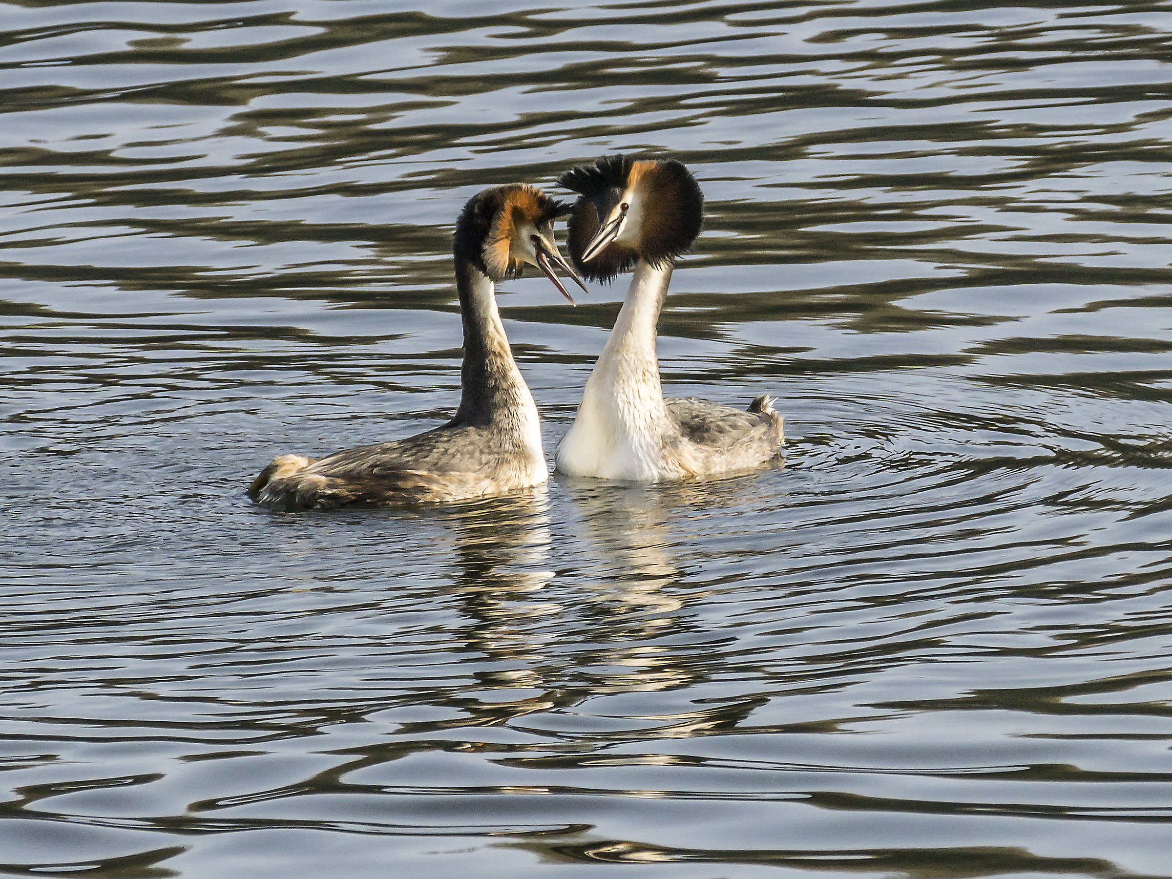 Courtship ritual between loons-1