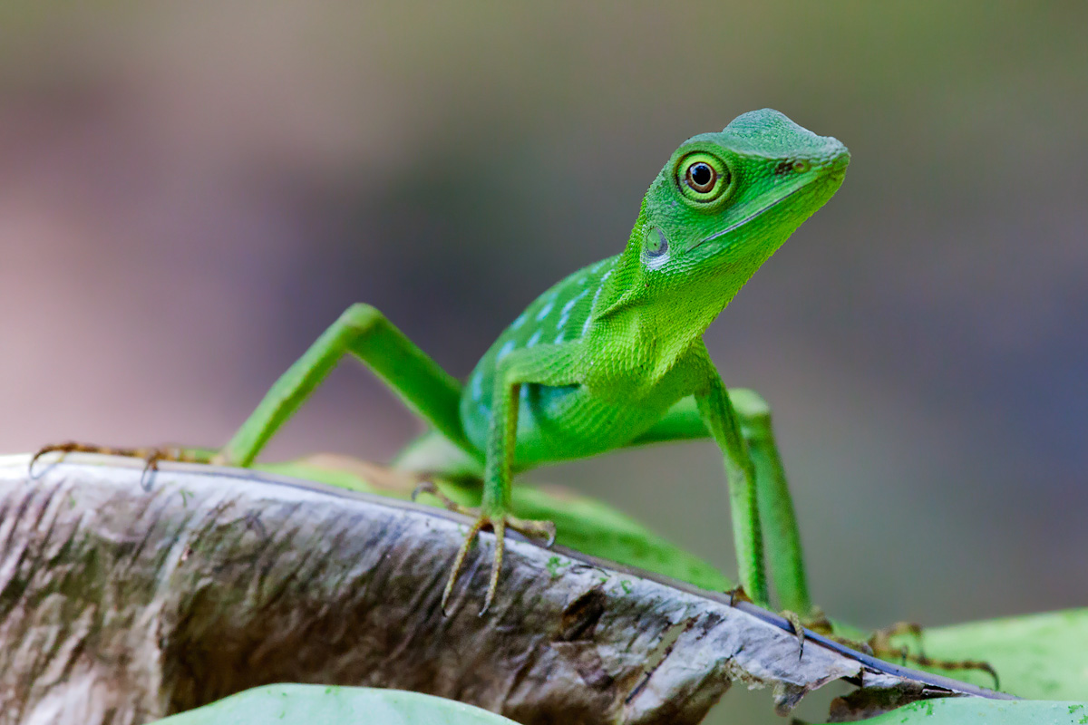 Green Tree Lizard