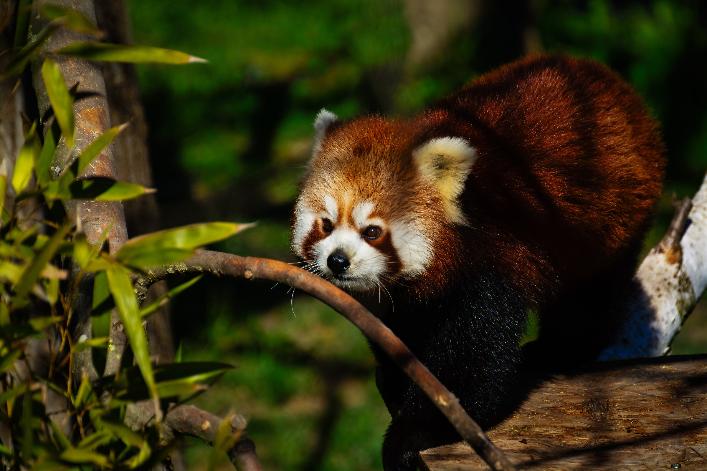Panda minore (Ailurus Fulgens)