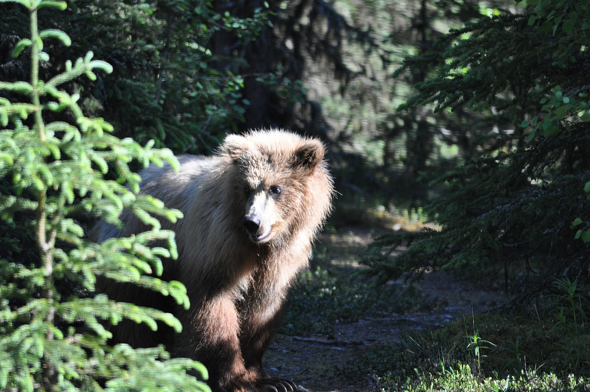 Alaska Grizzly cub