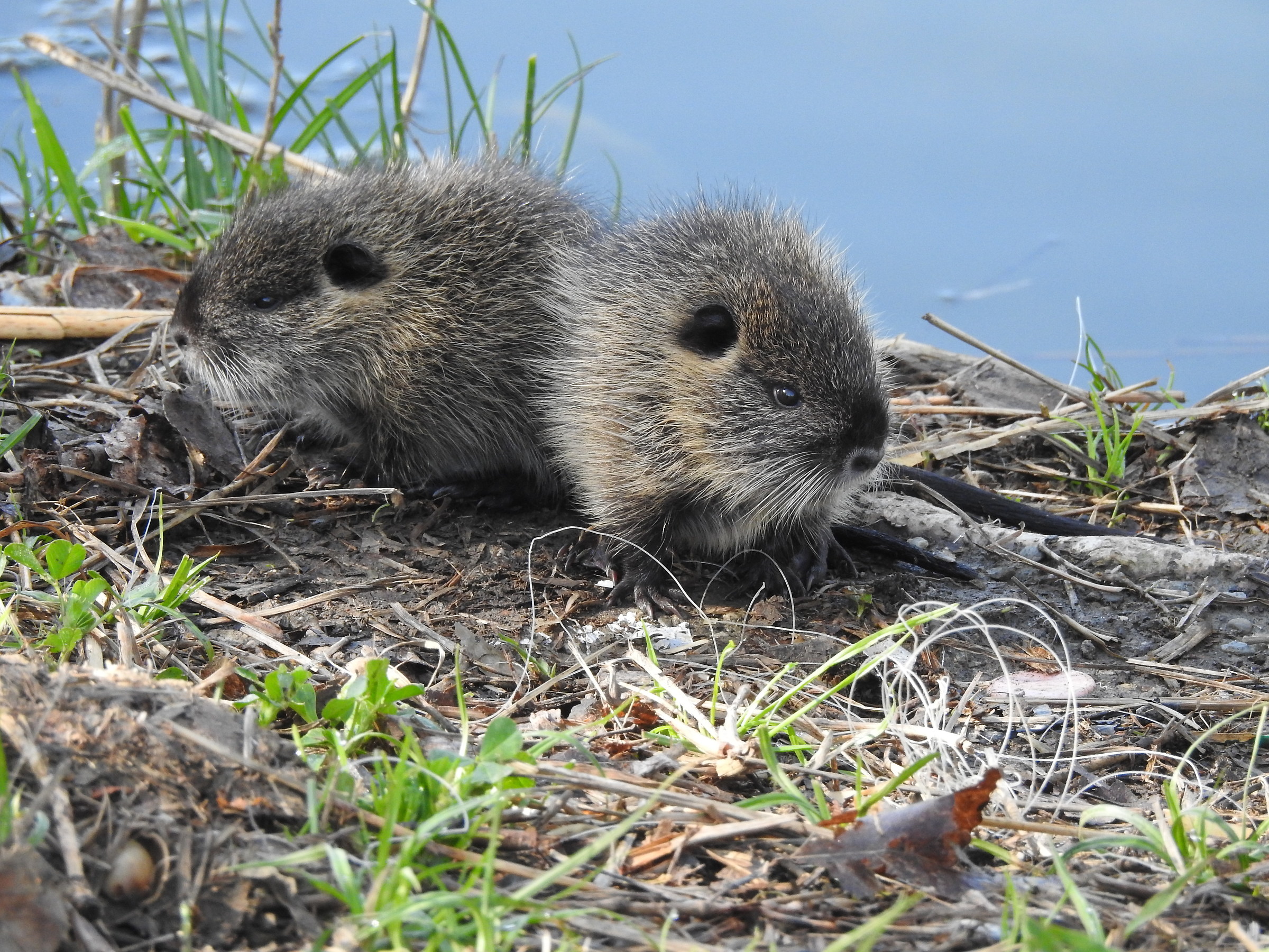Piccoli di nutria