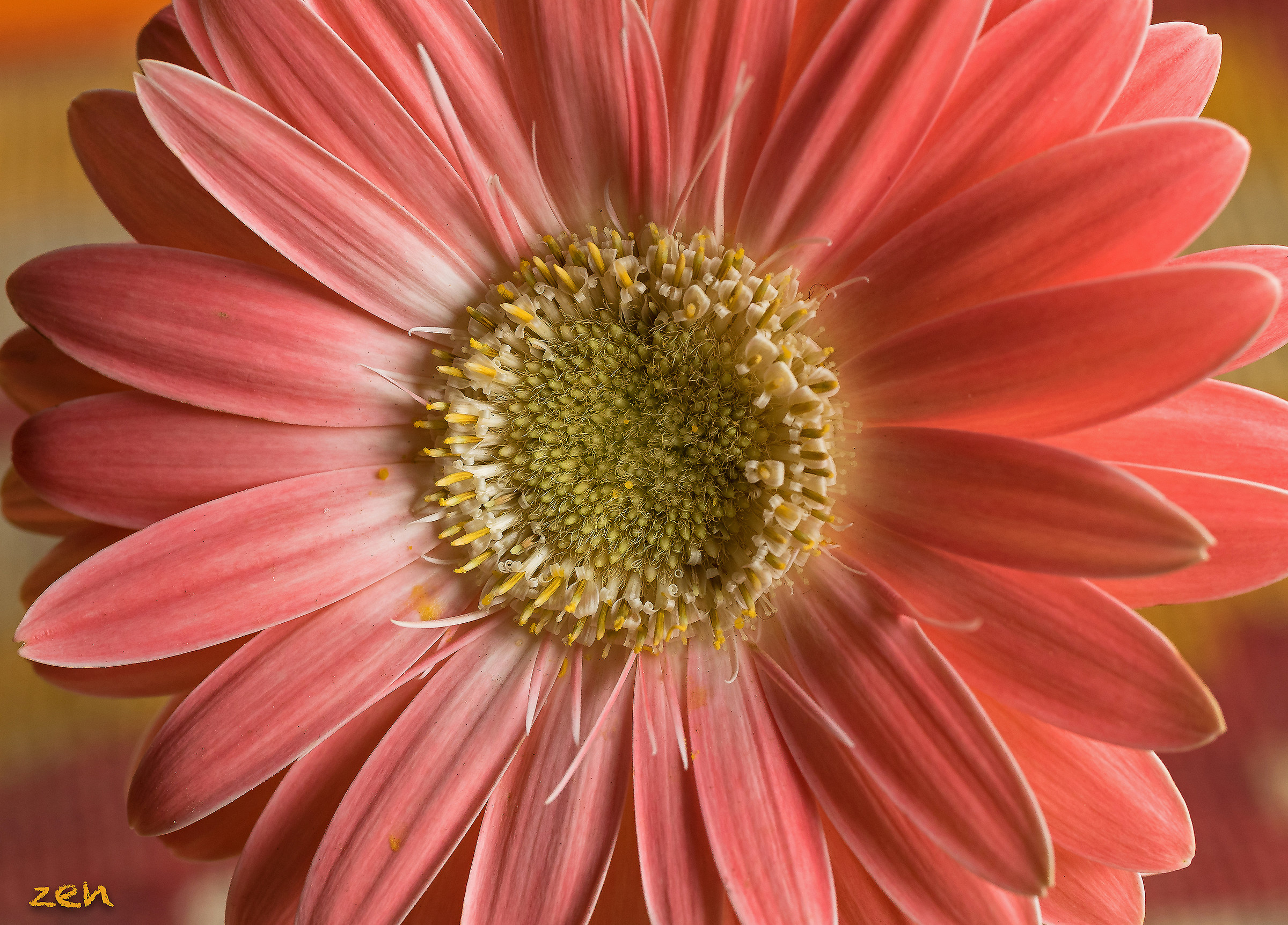 Pink Gerbera