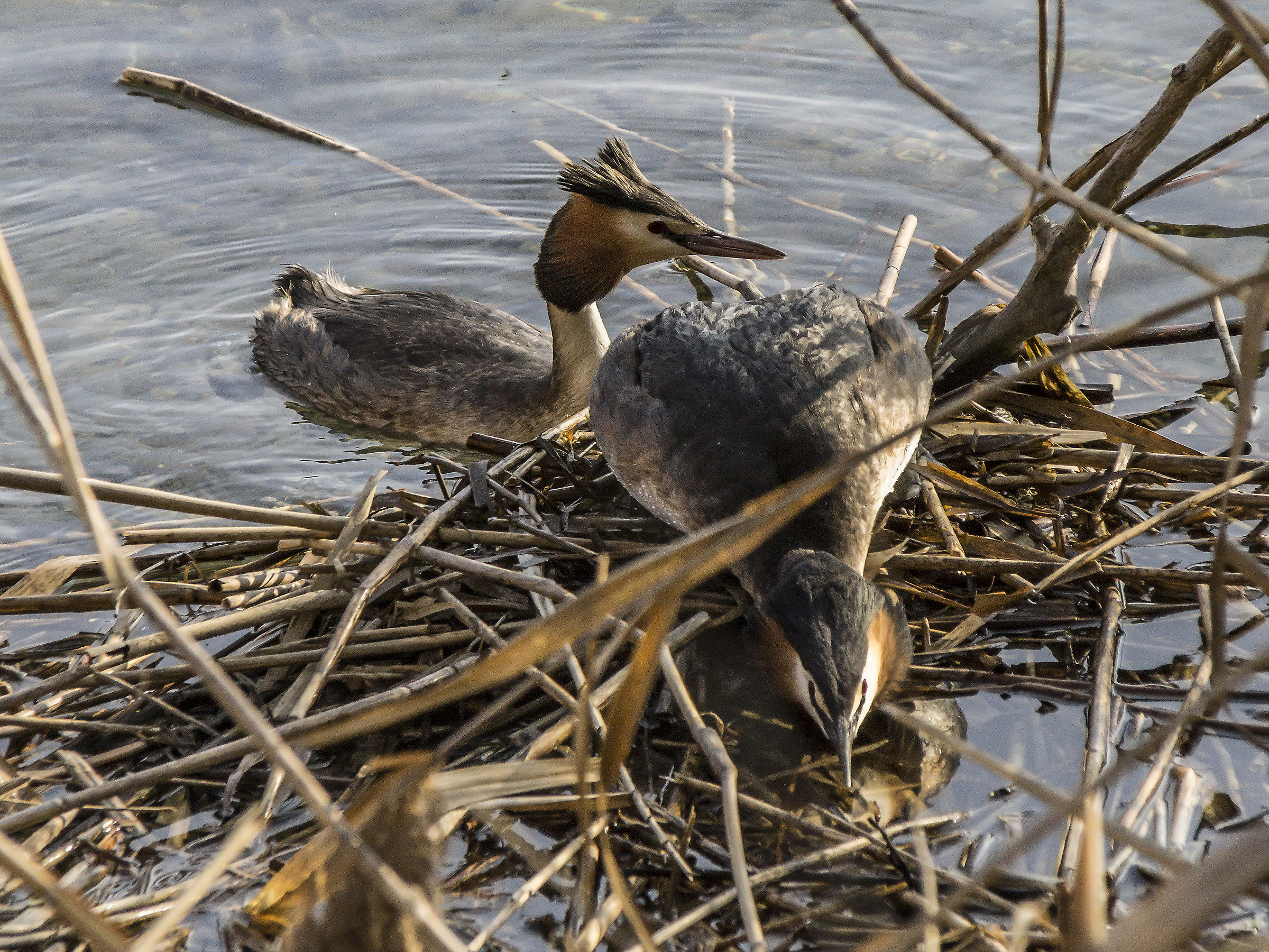 Pair of loons in their nest-2