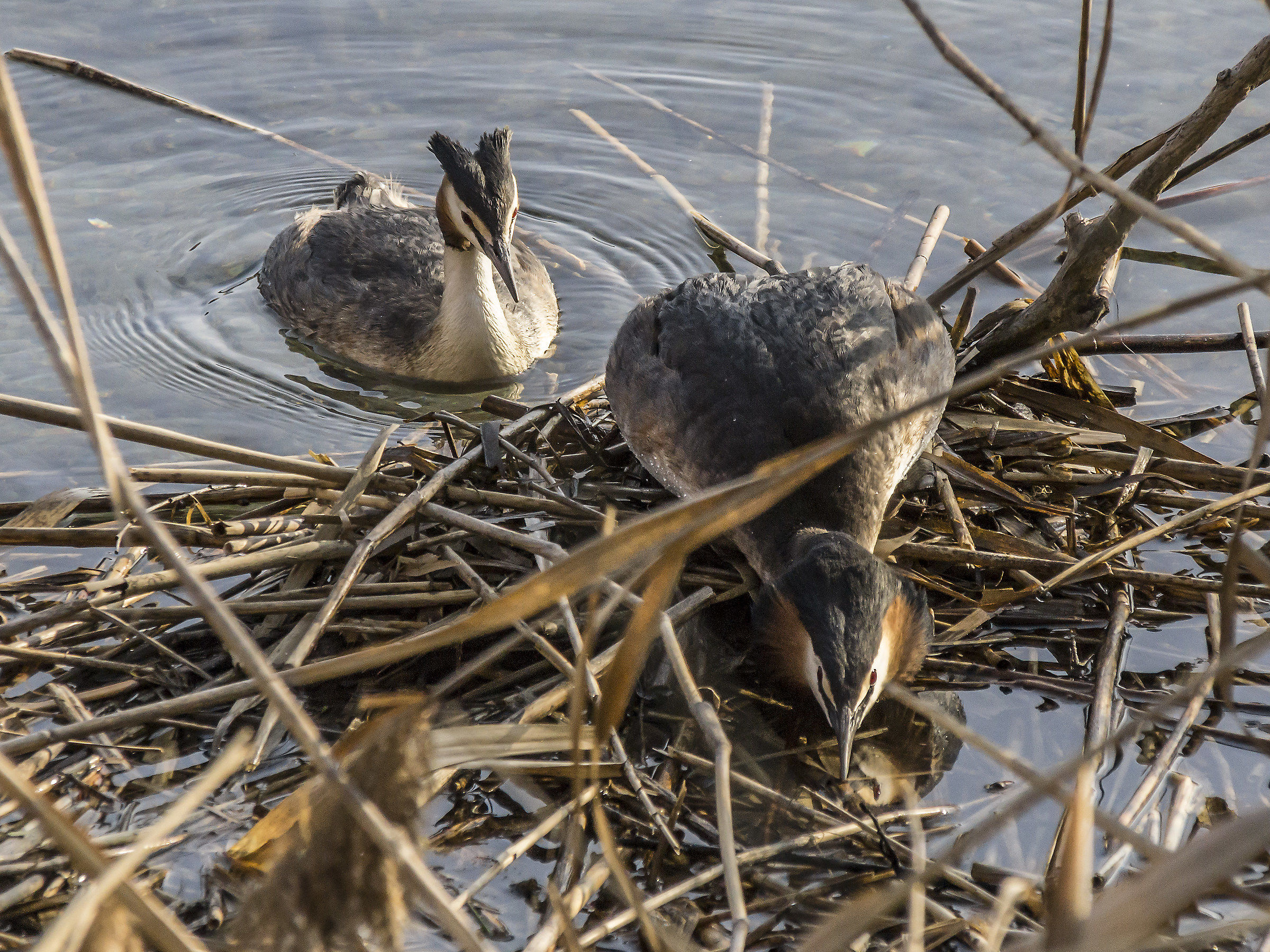 Pair of loons in their nest-1