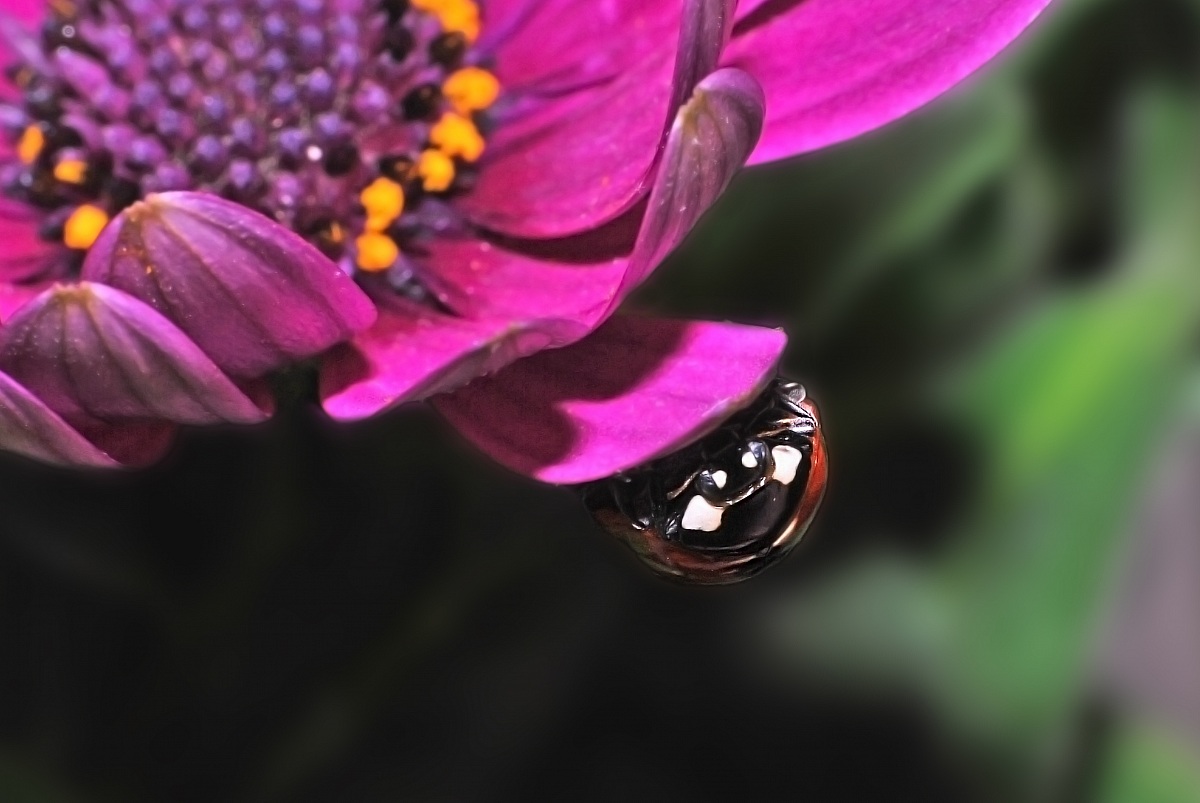 Goccia o Coccinella?