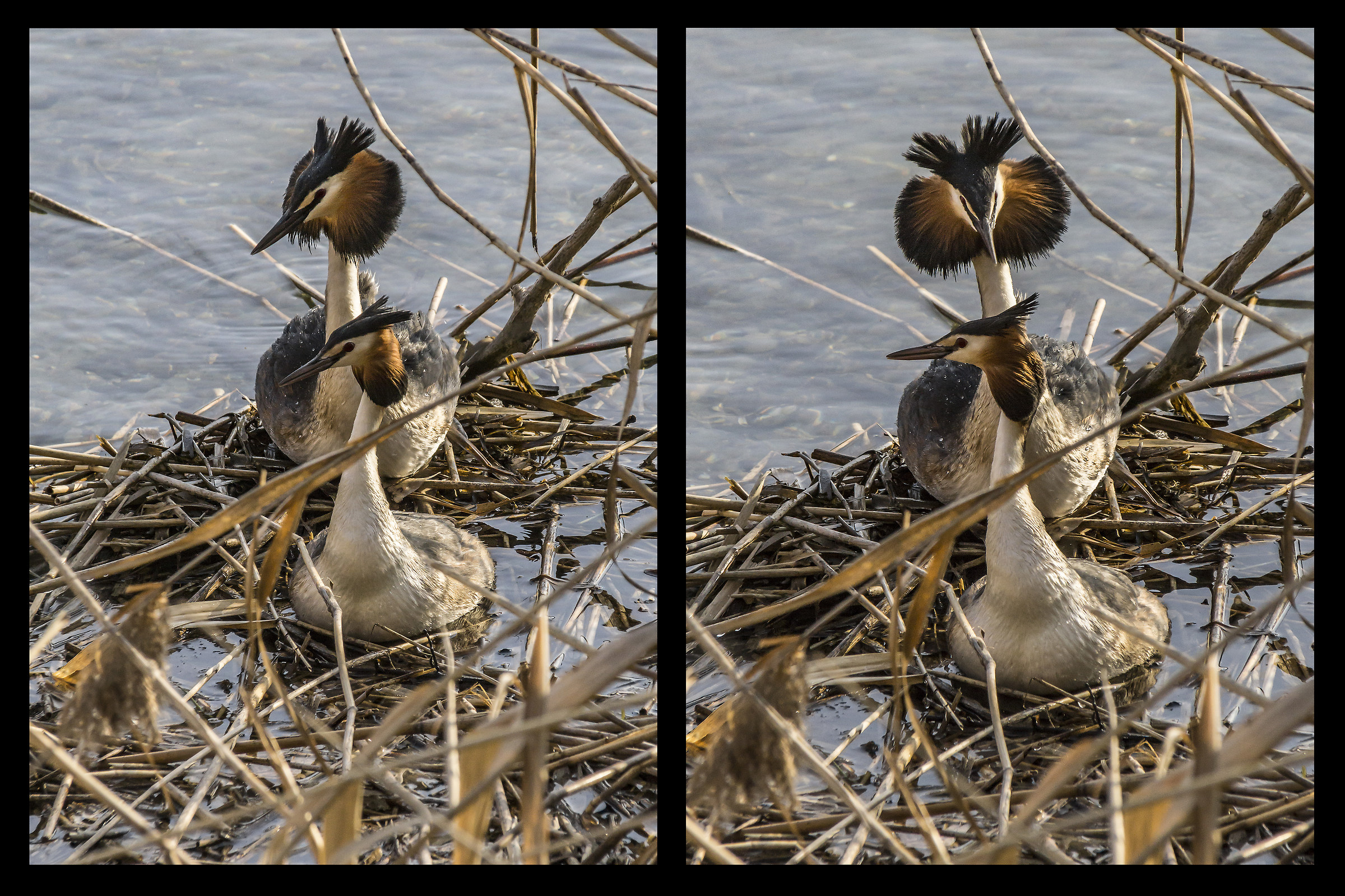 Pair of loons in their nest-3