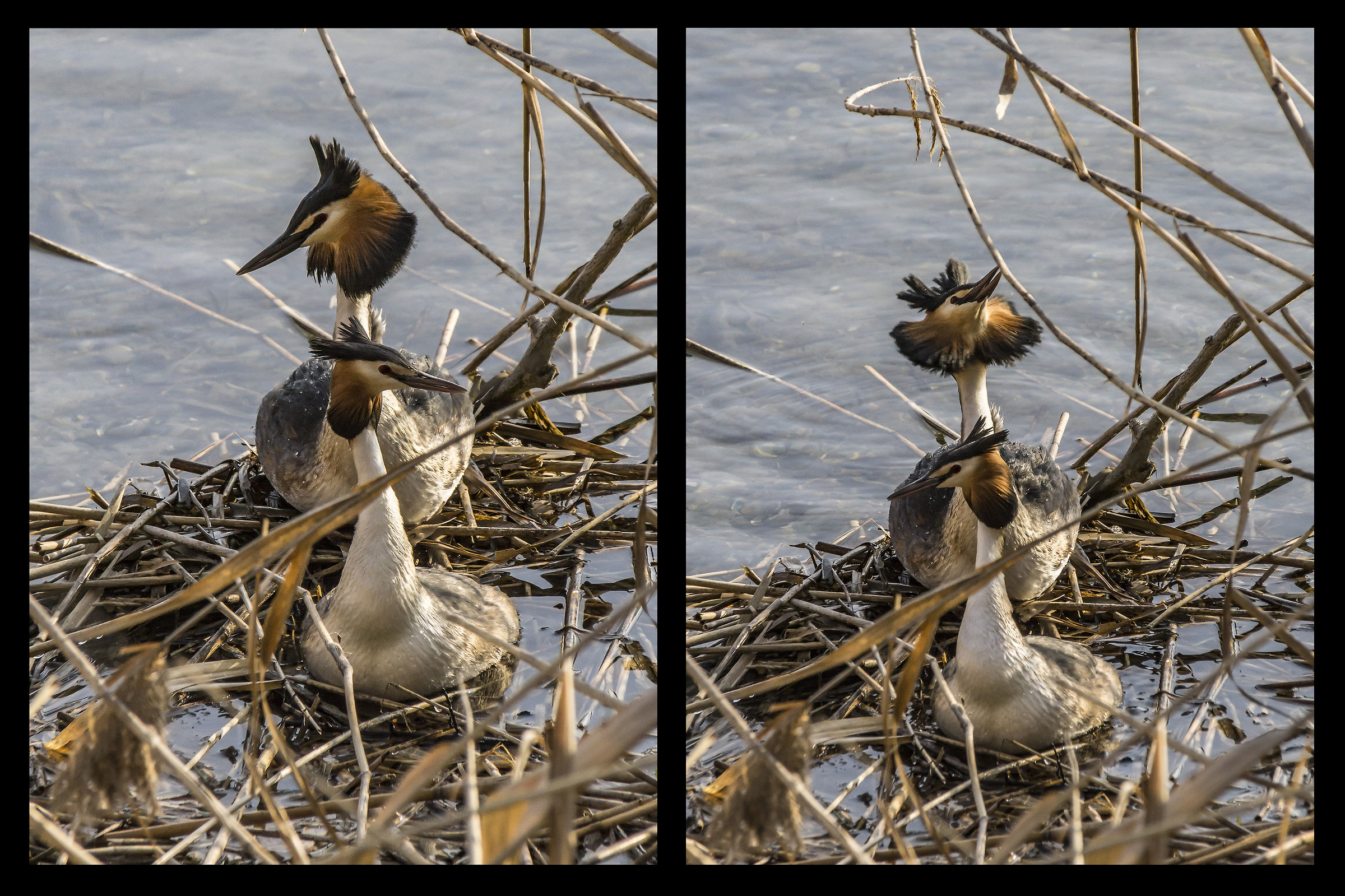 Pair of loons in their nest-4