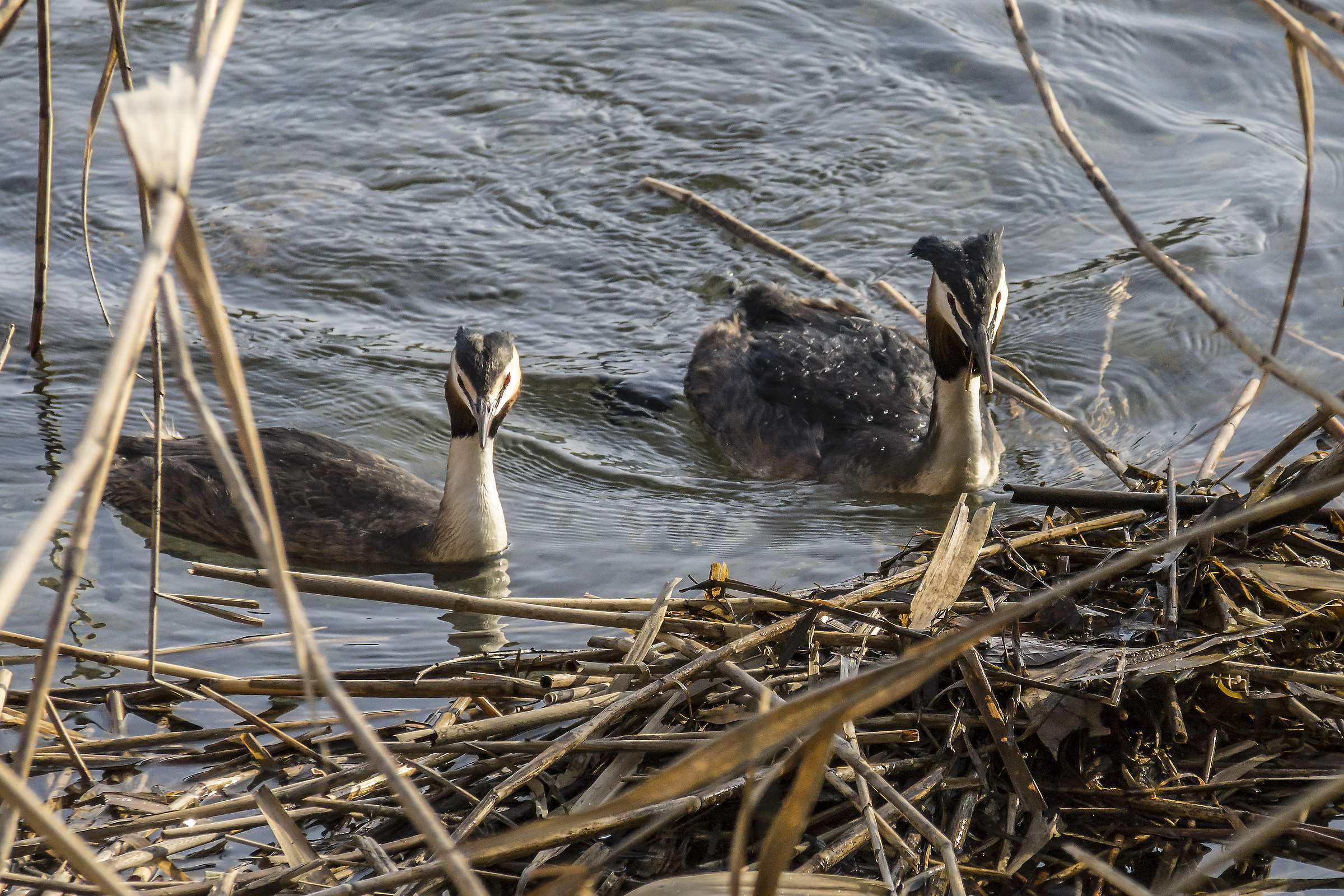 Copy of loons that builds its nest