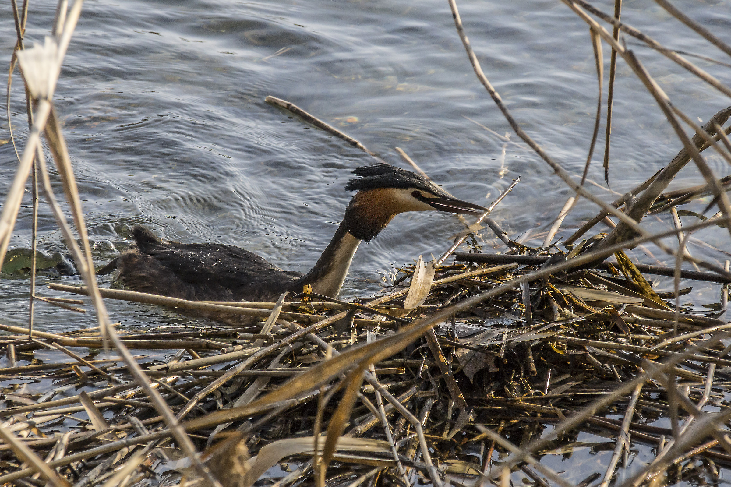 Grebe that builds its nest-1