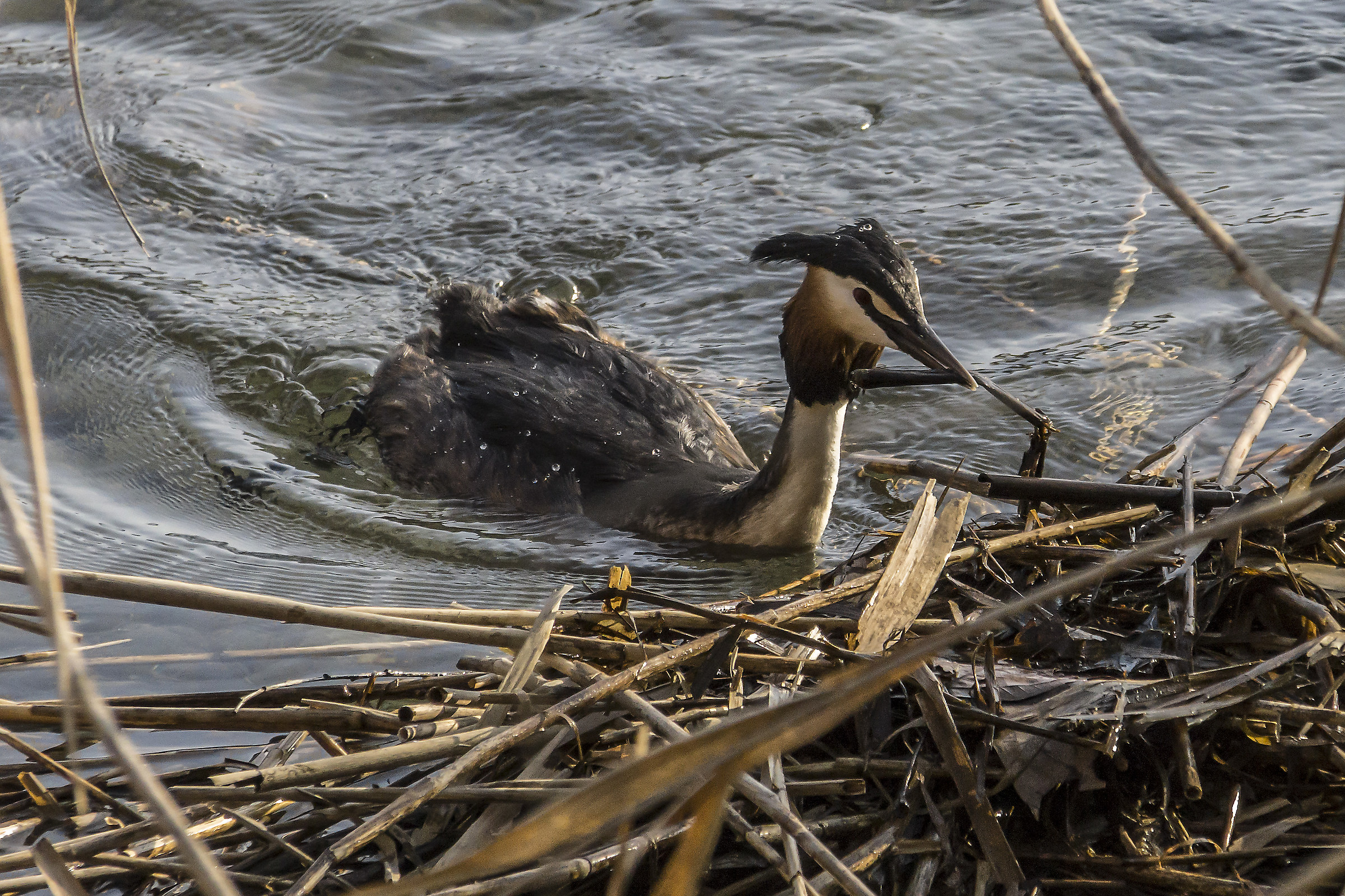 Grebe that builds its nest-2