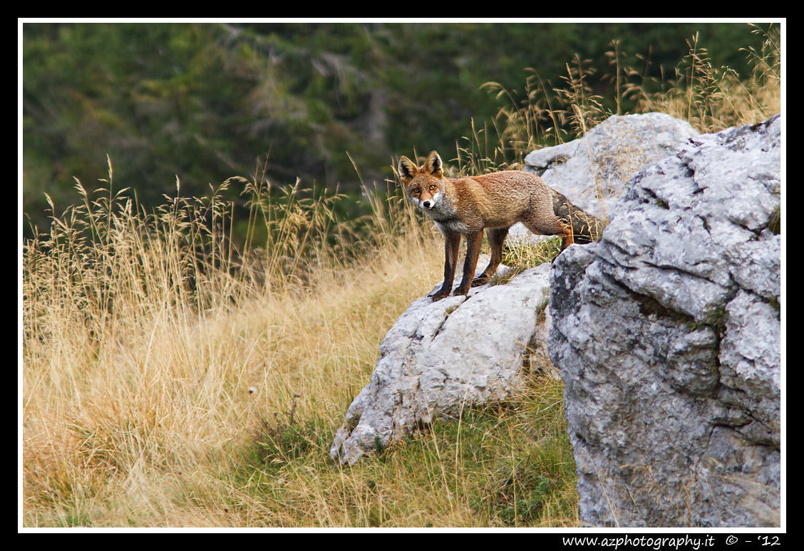 Fox on Melette Gallium, Asiago