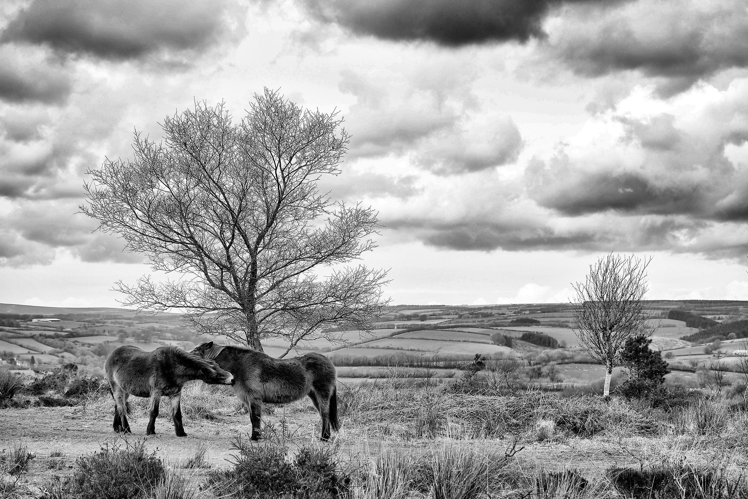 Pony Exmoor sulla collina di Hadden, Somerset