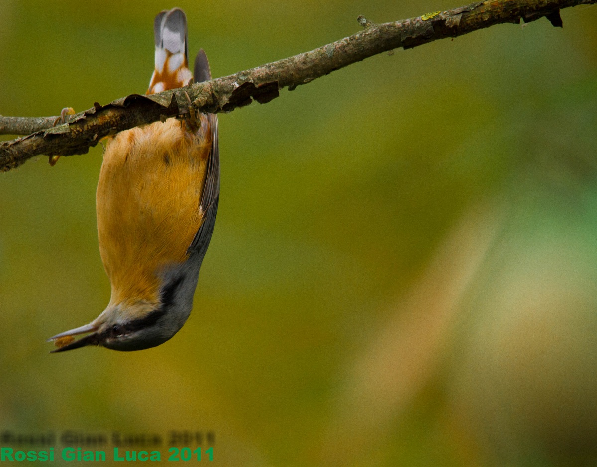 European Nuthatch