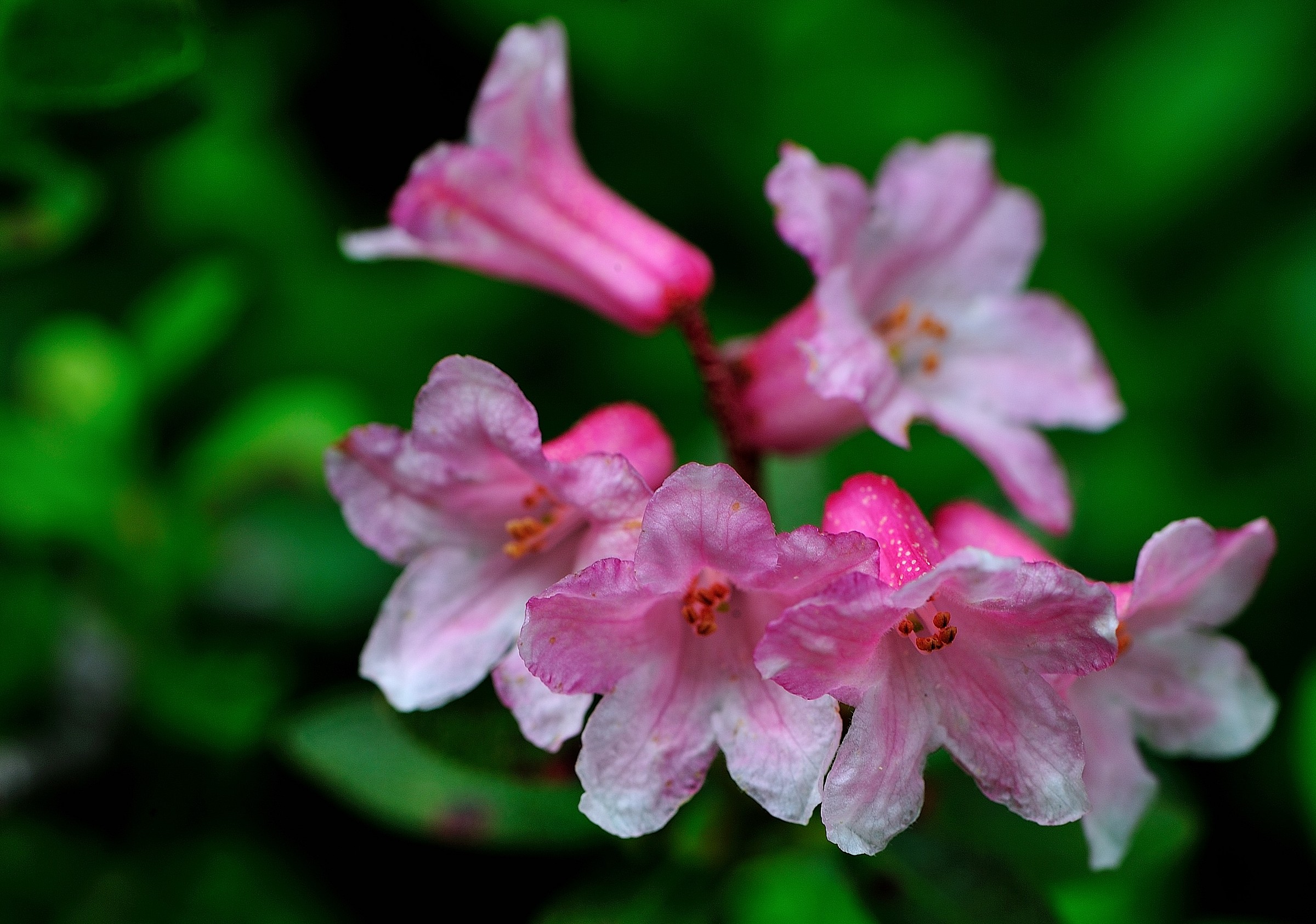 Rododendro