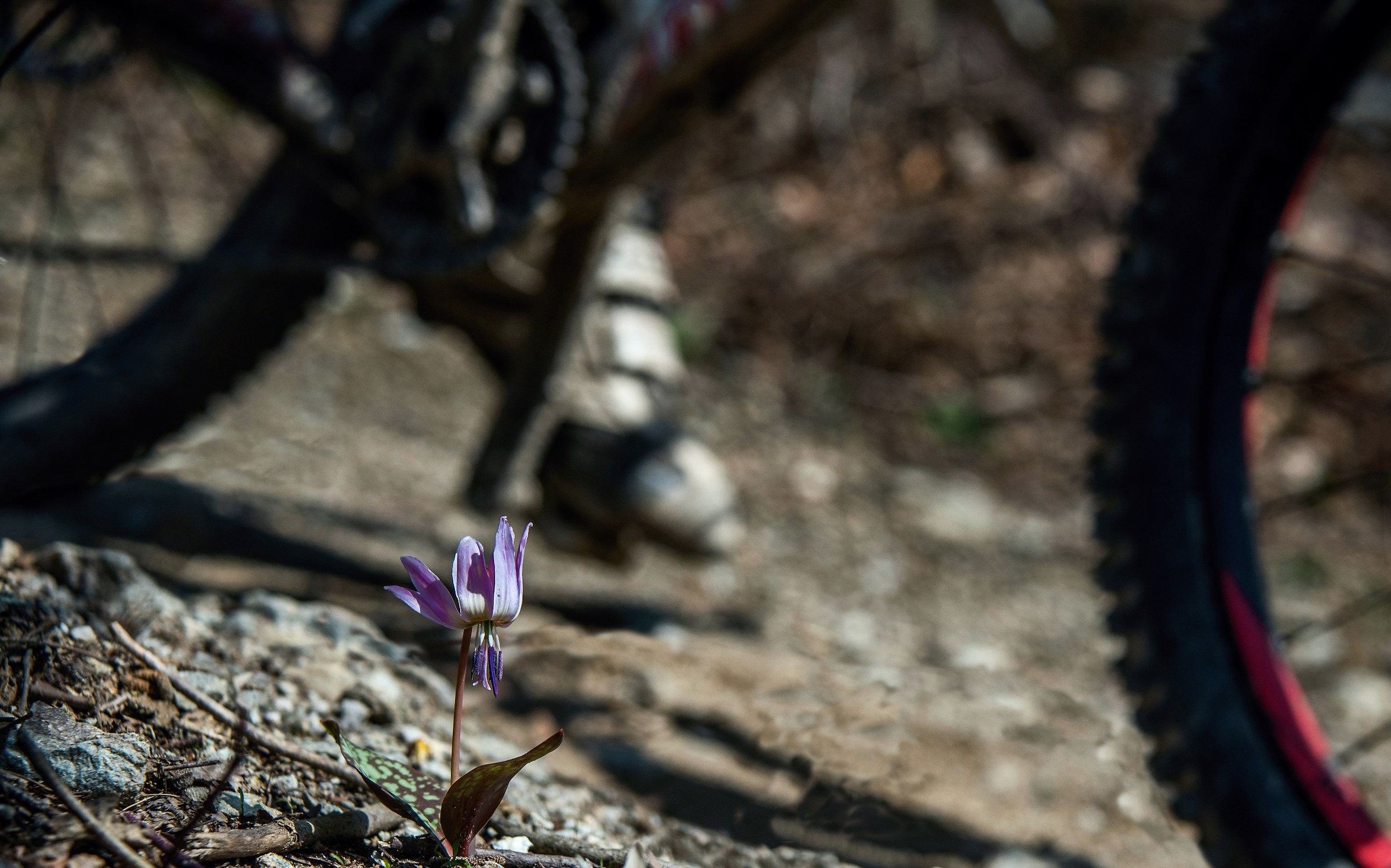 Il fiore e la mountain-bike