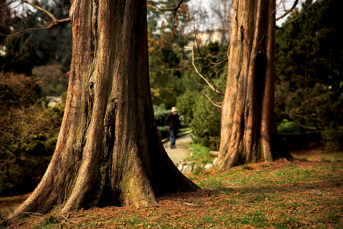 Sotto la grande pianta