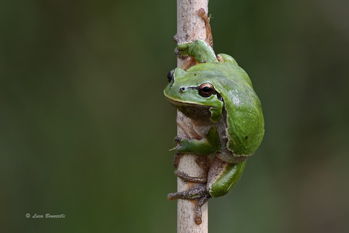 Tree frog