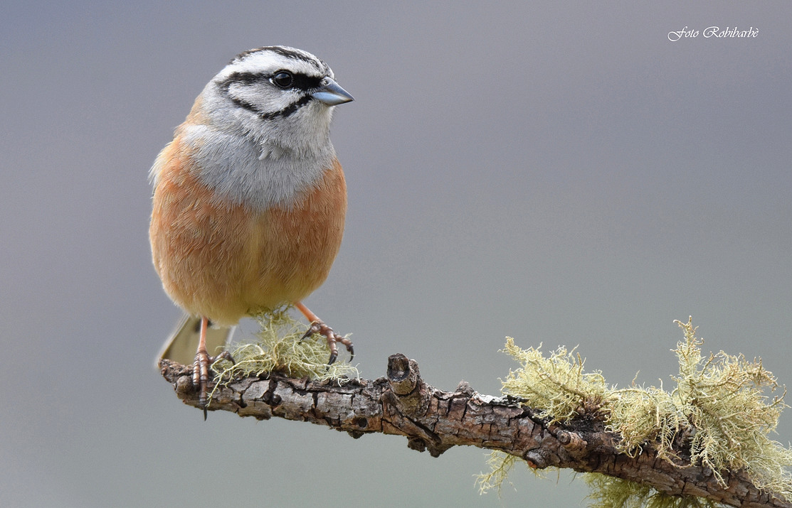 Rock Bunting ...