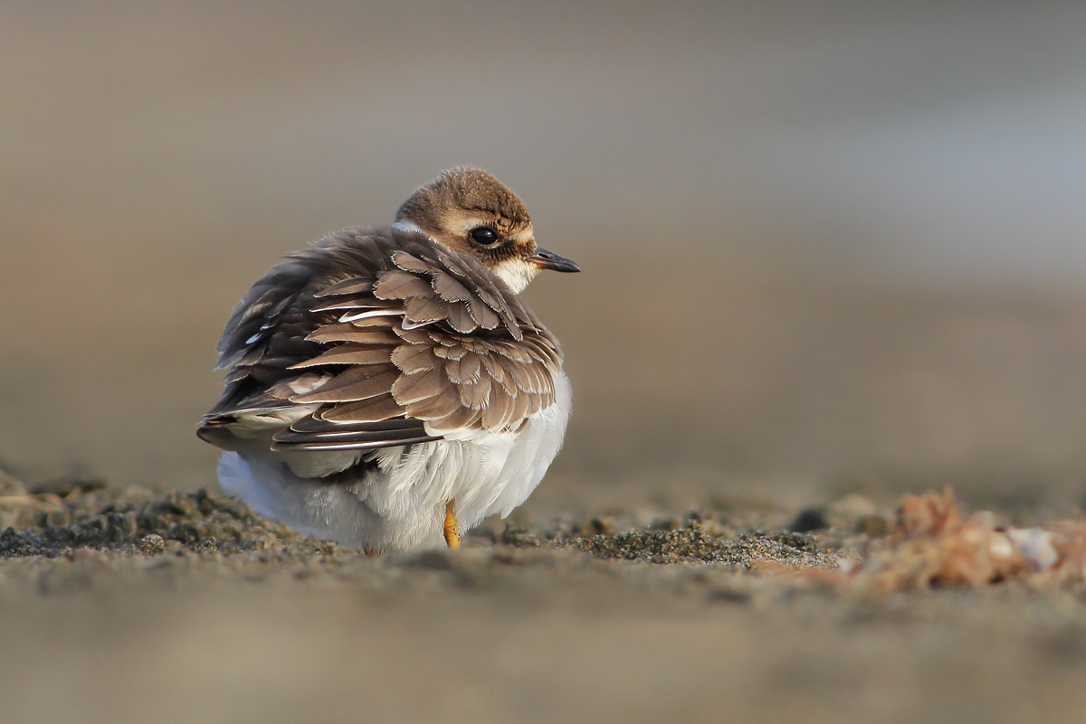Ringed Plover