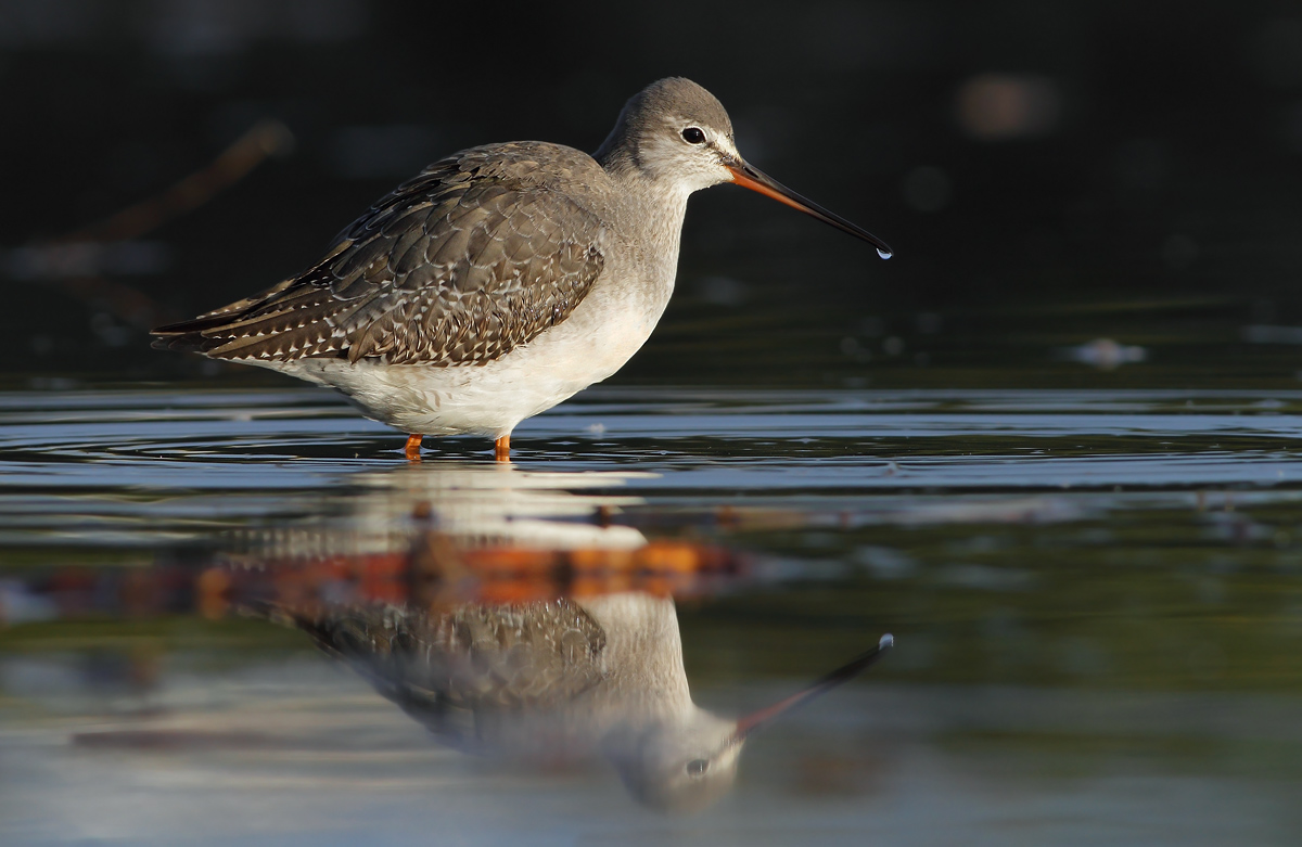 Spotted Redshank