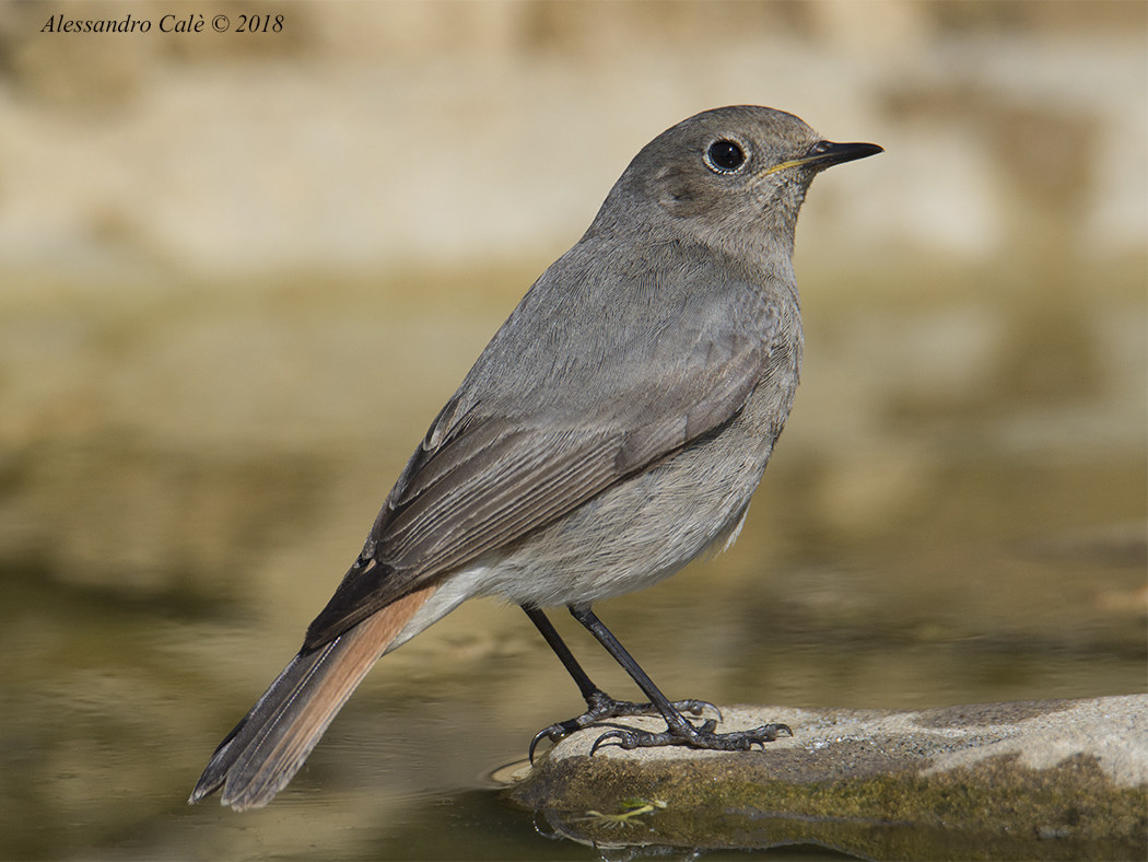 Phoenicurus ochruros (Redstart F) 0382