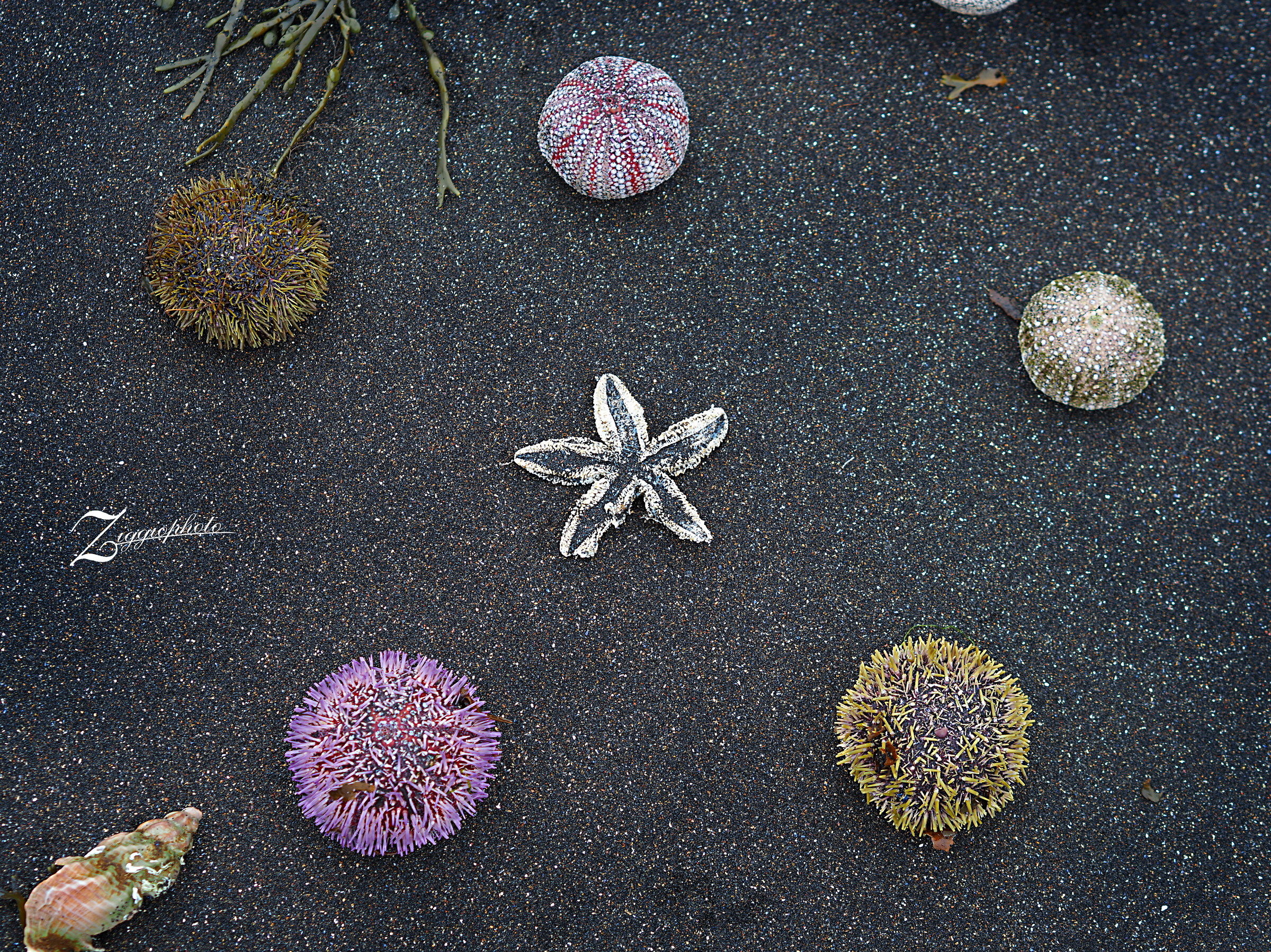 Gifts from the Ocean