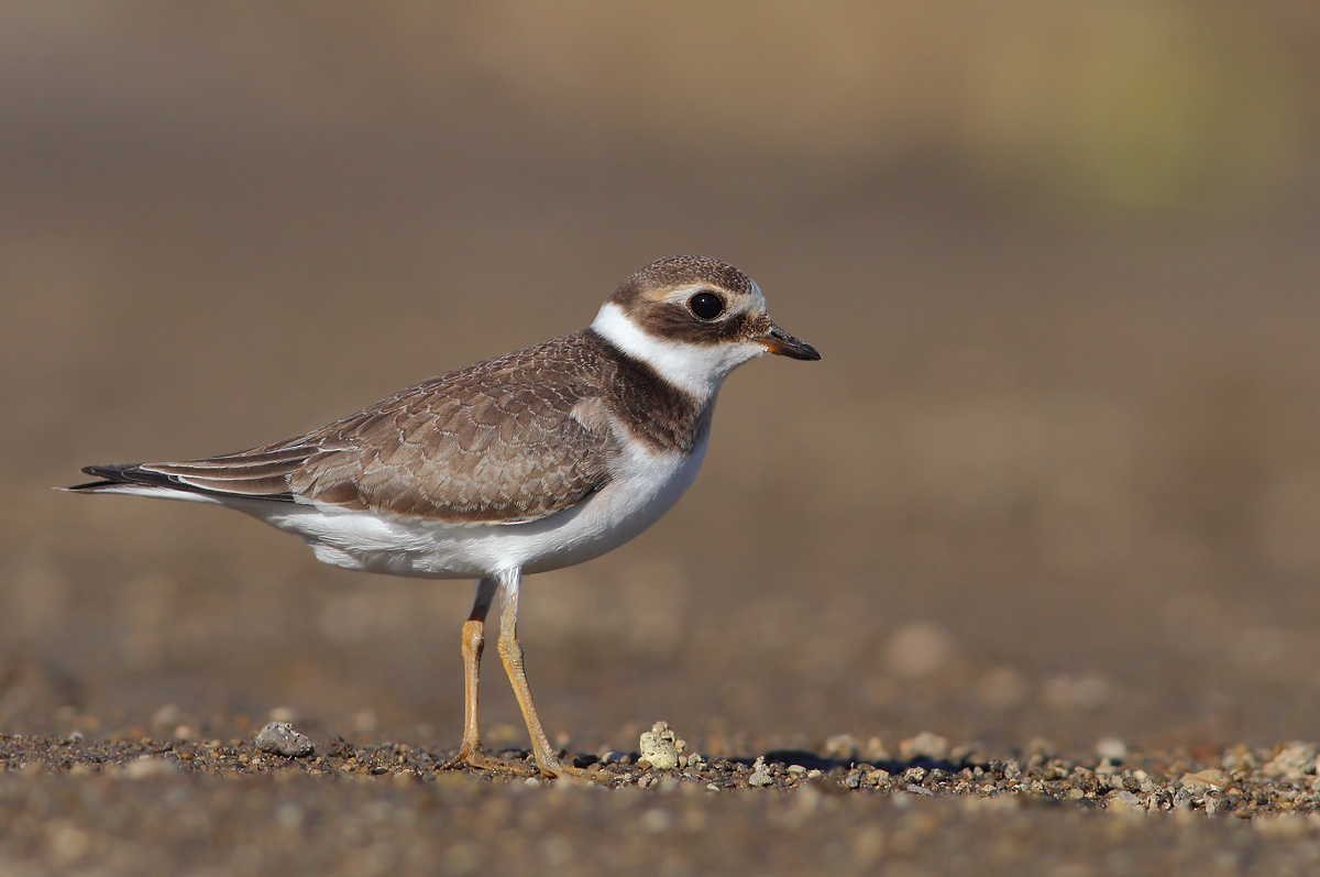 Ringed Plover
