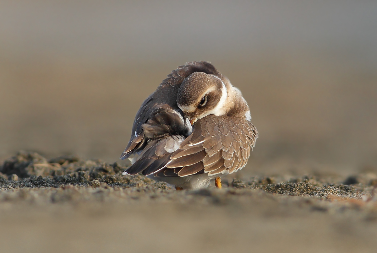 Ringed Plover