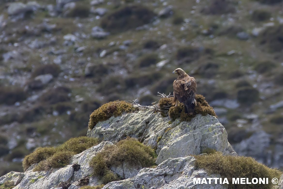Aquila reale (Aquila chrysaetos)