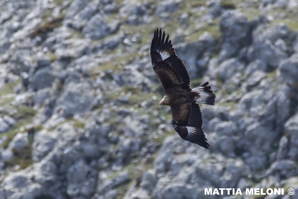 Aquila reale (Aquila chrysaetos)