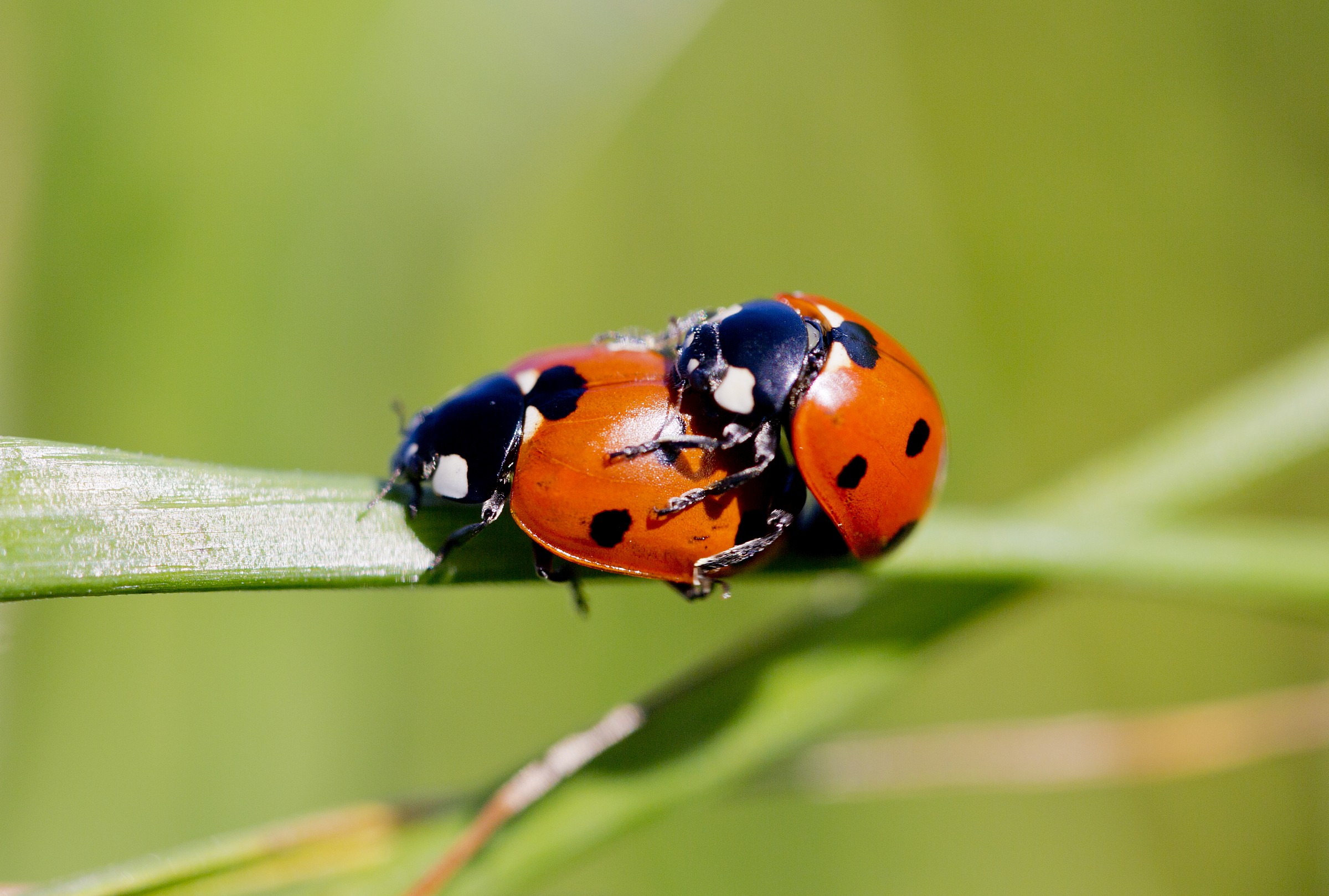 Ladybug love 01