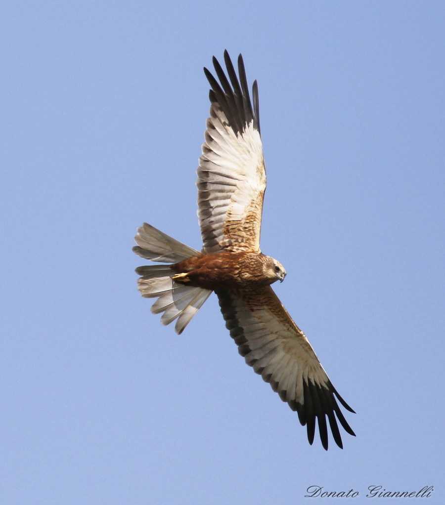 Western Marsh Harrier