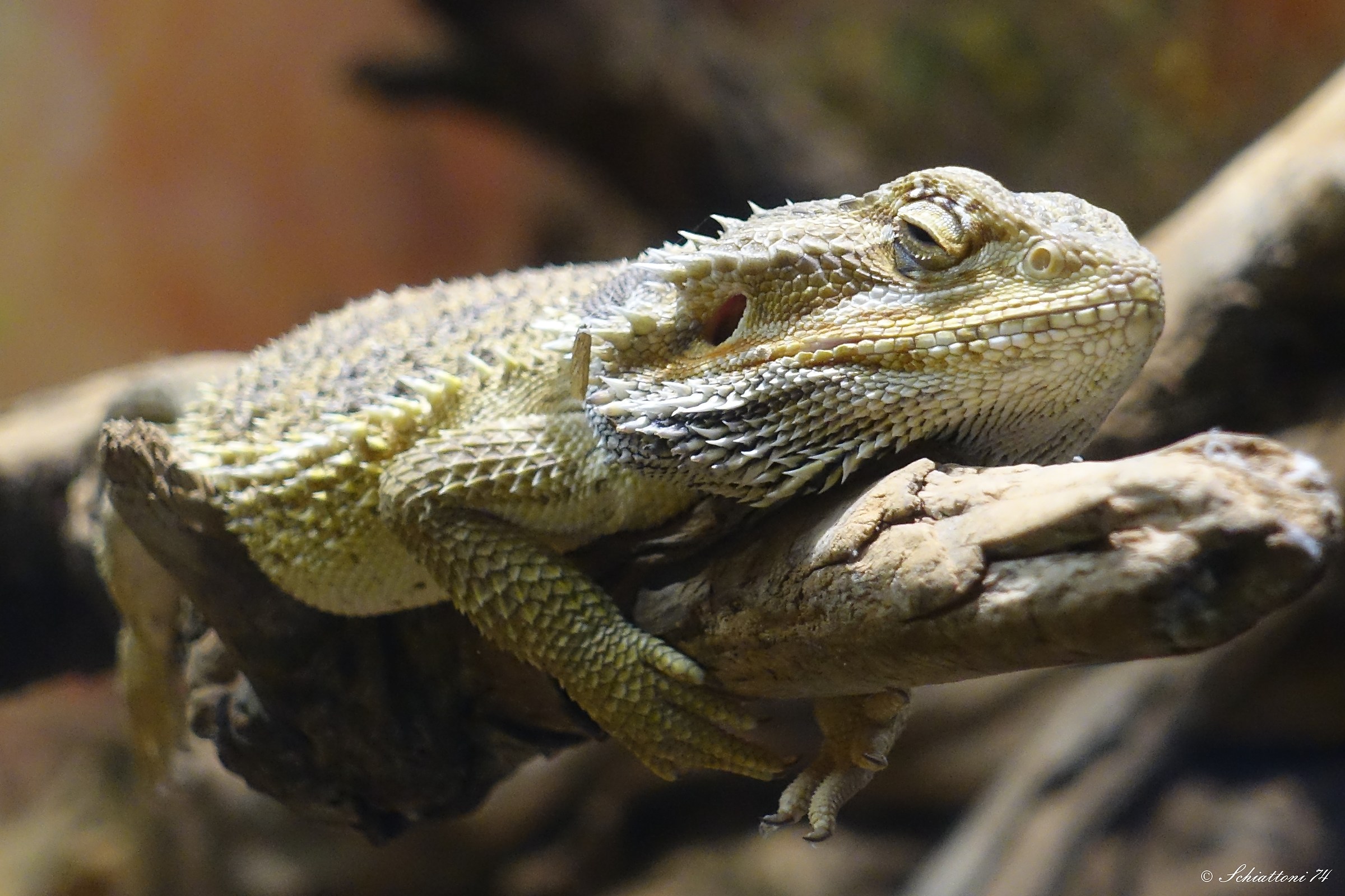 Che stanchezzaaaaa, quasi quasi mi faccio un pisolino