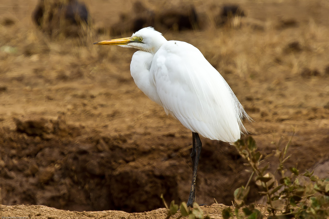 airone bianco maggiore