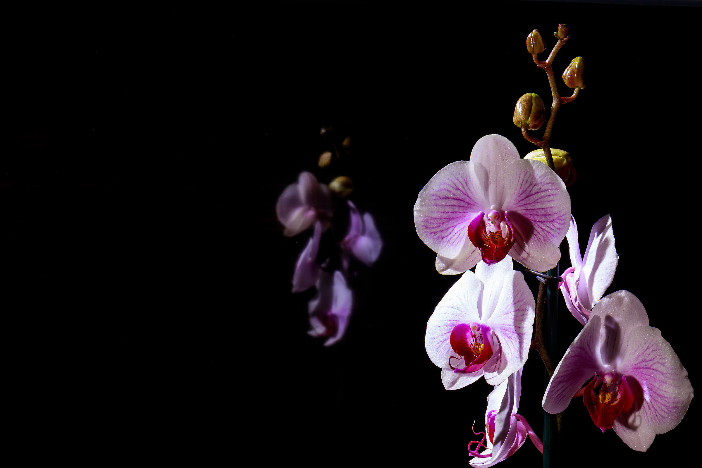 Orchibel