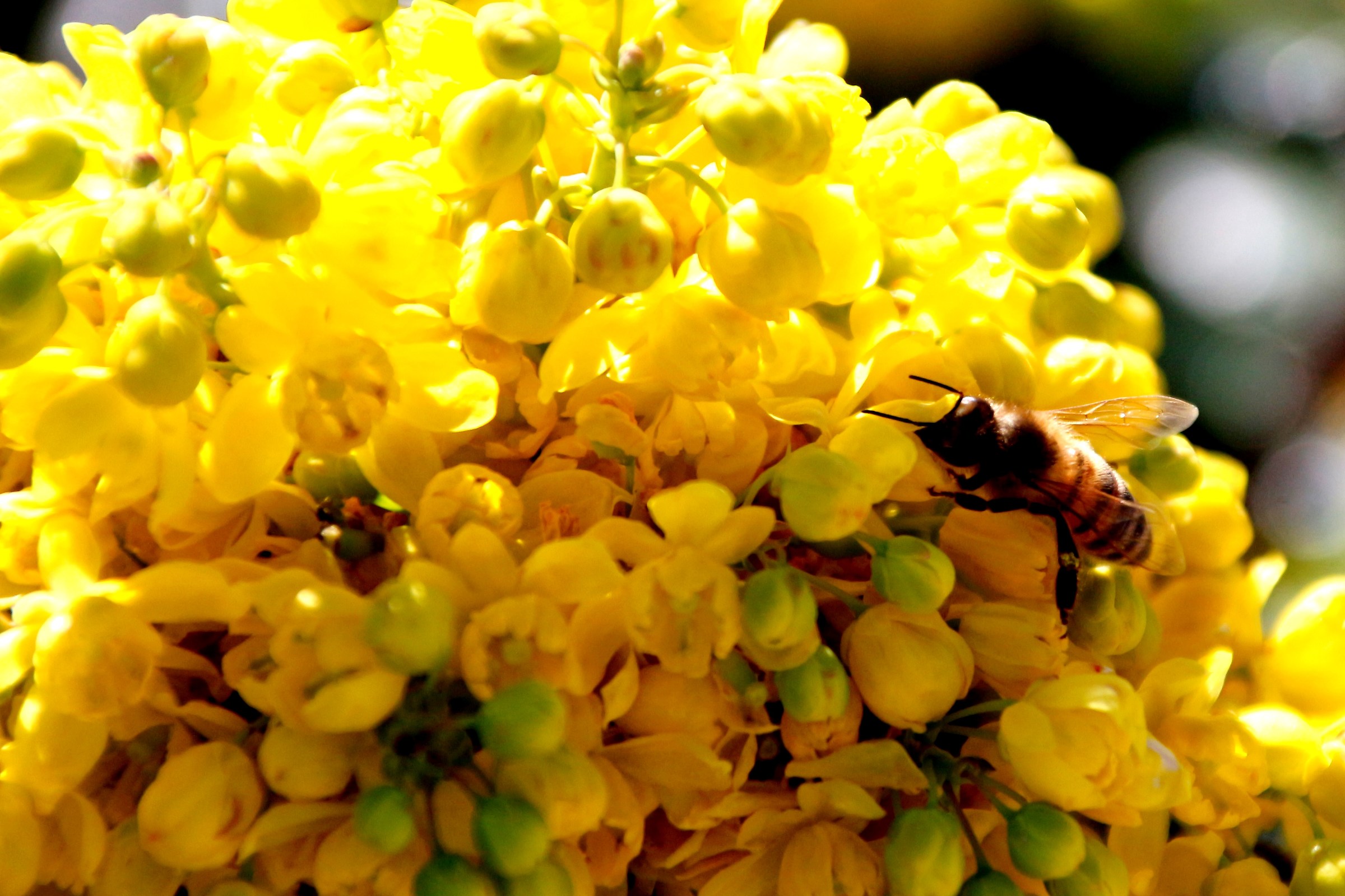 l' ape al lavoro sul fiore giallo