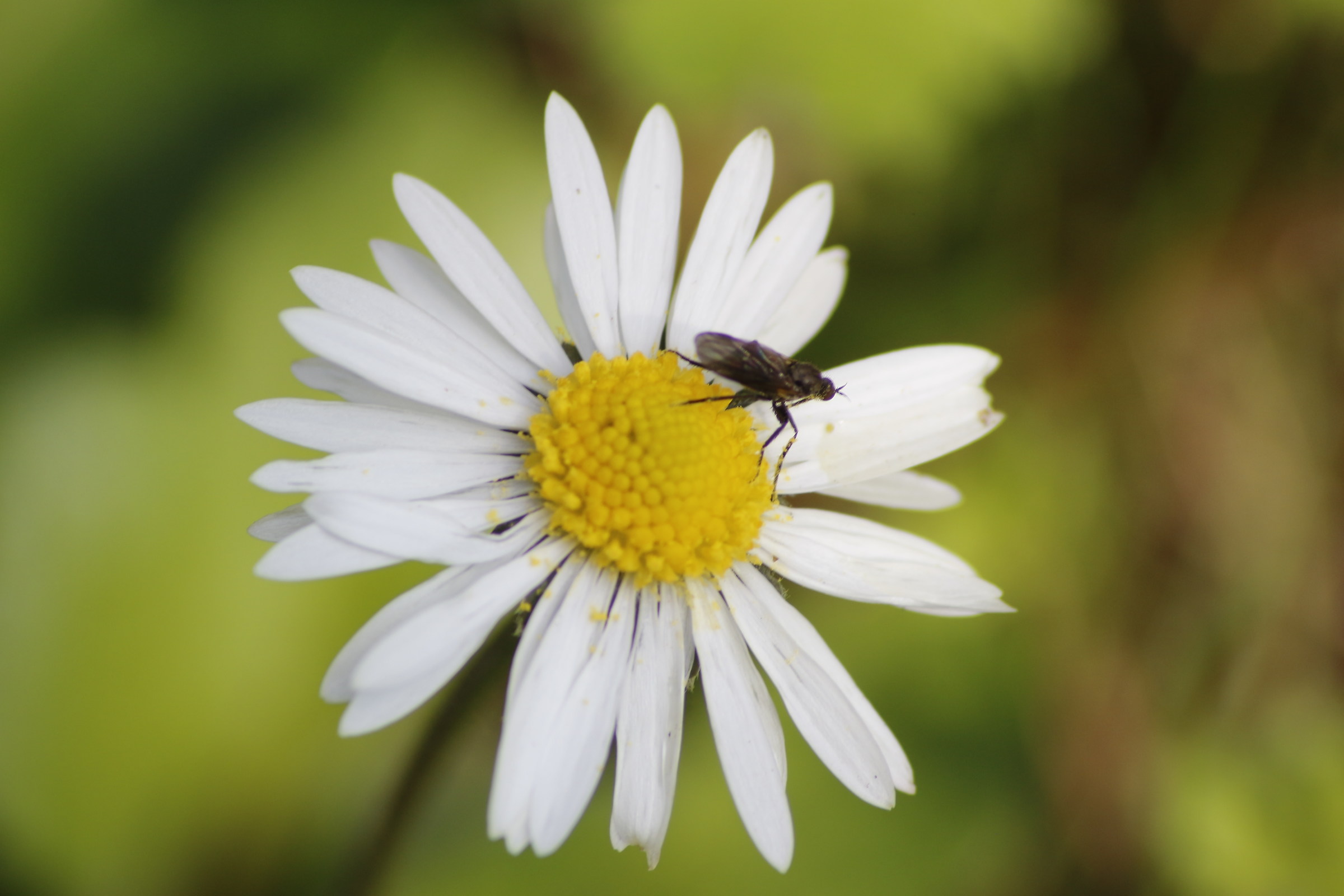 L'insetto nero sulla margherita