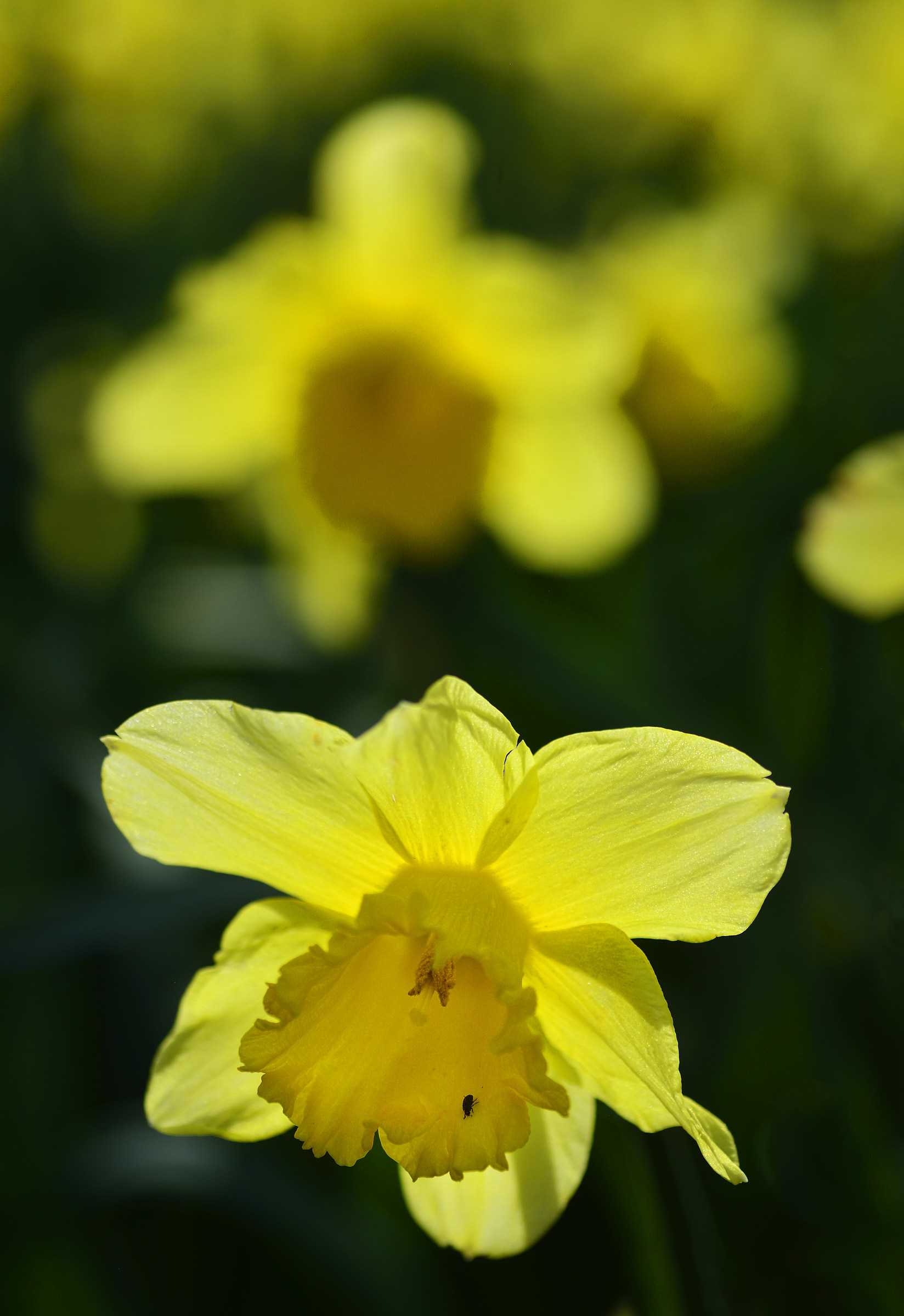 Something to Brighten Your Sunday! (& little visitor)