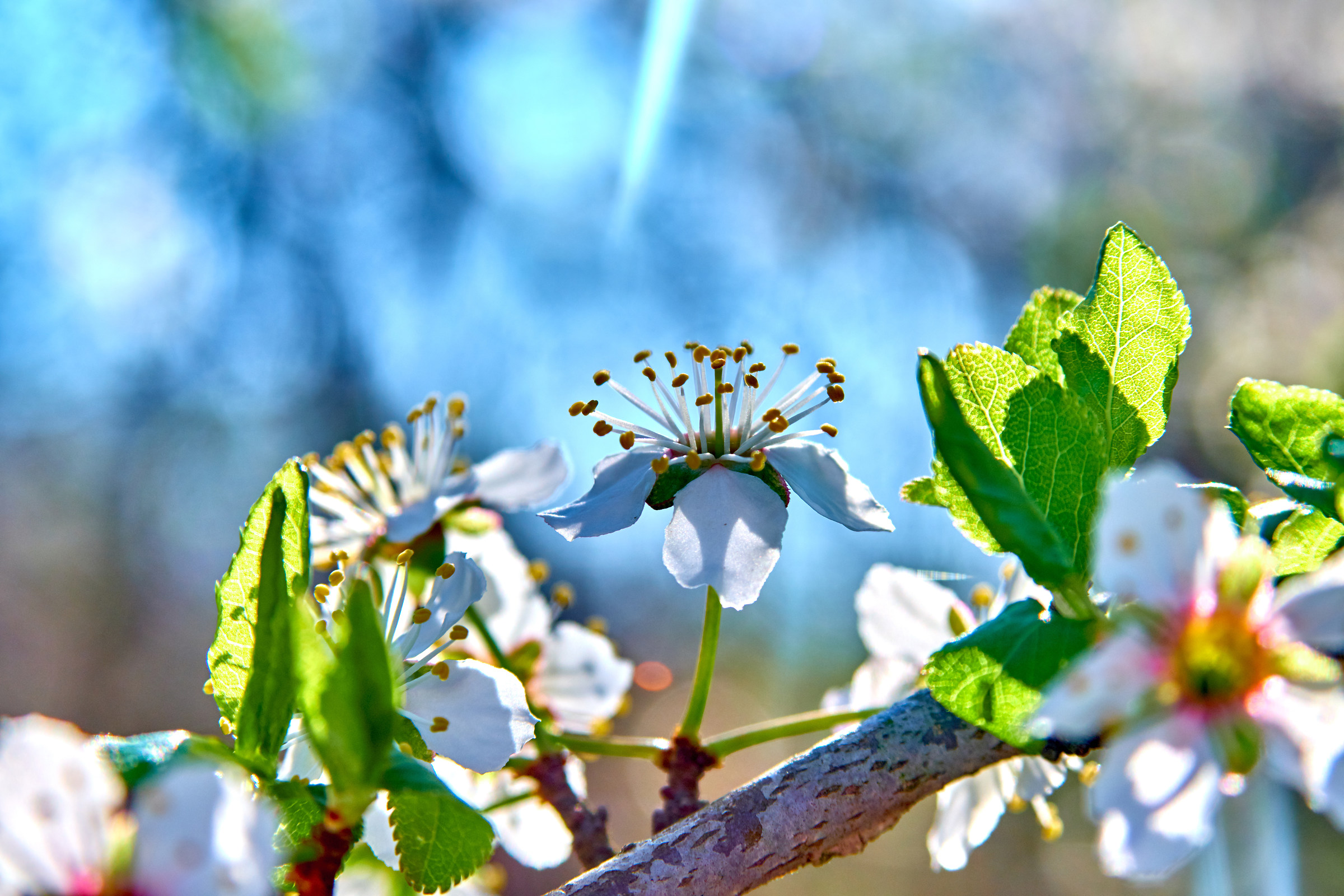 Candido bacio di primavera