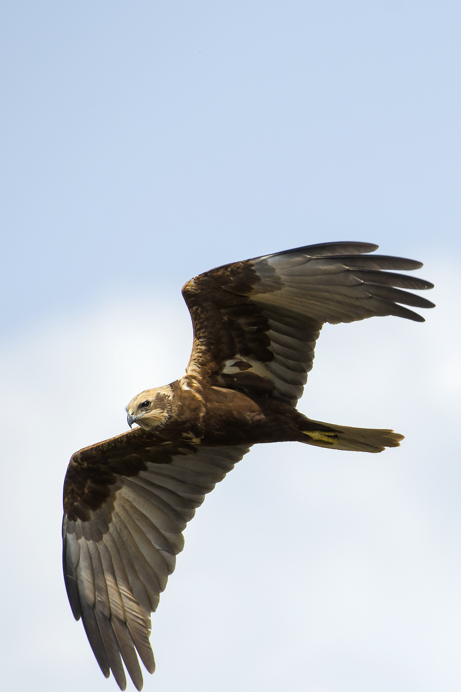 Western Marsh Harrier