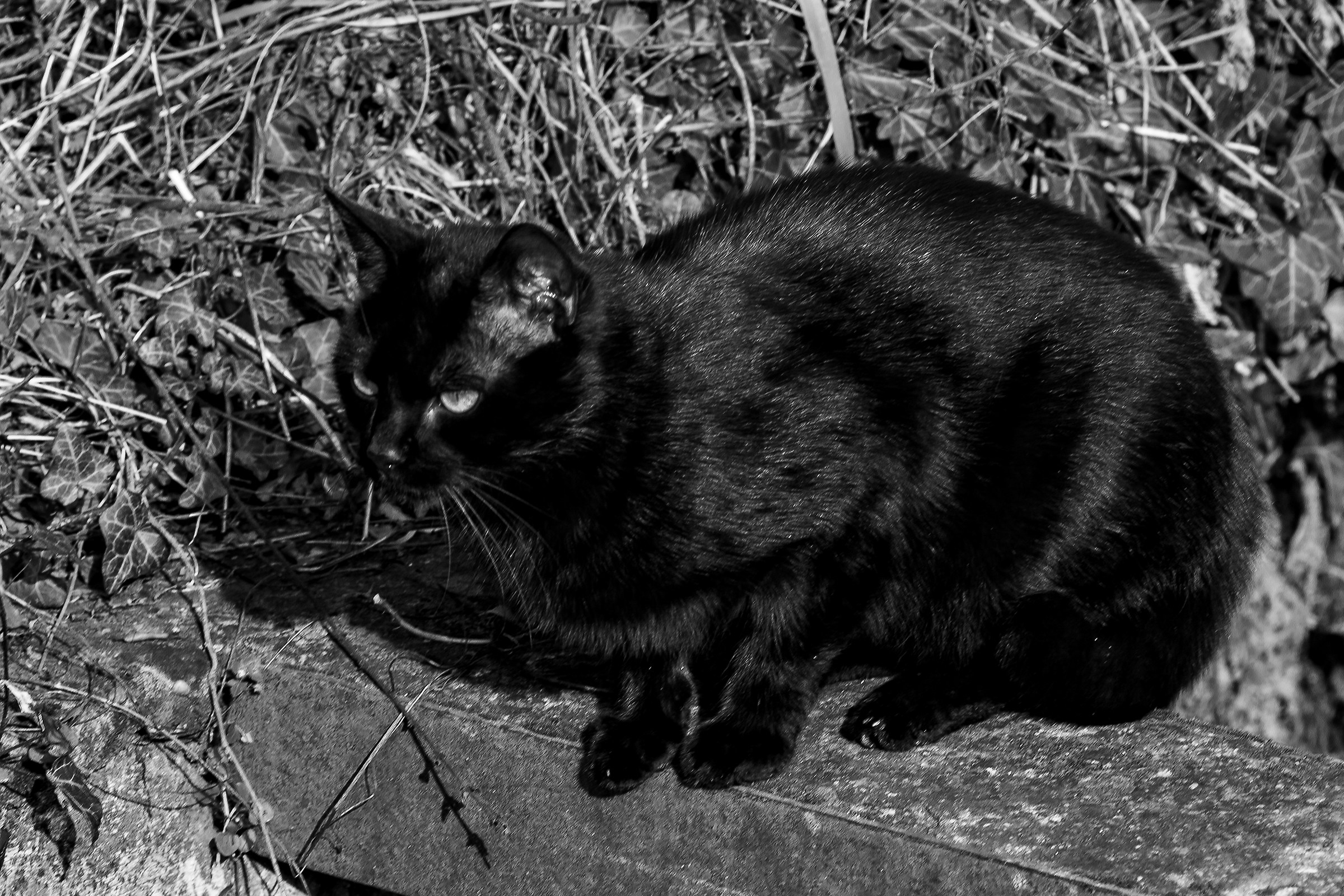Black cat B &amp; w