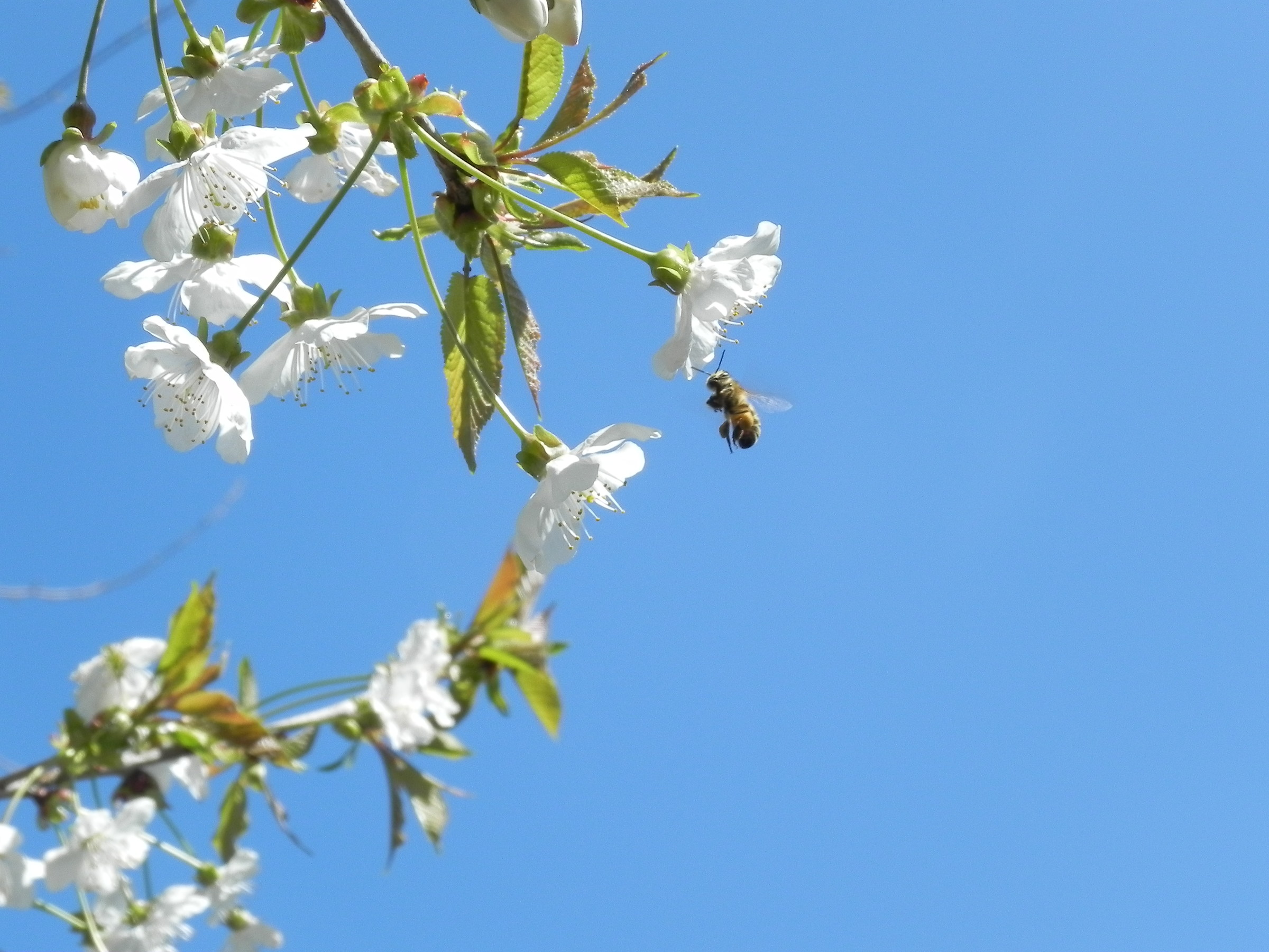 Even the bees in their little wings