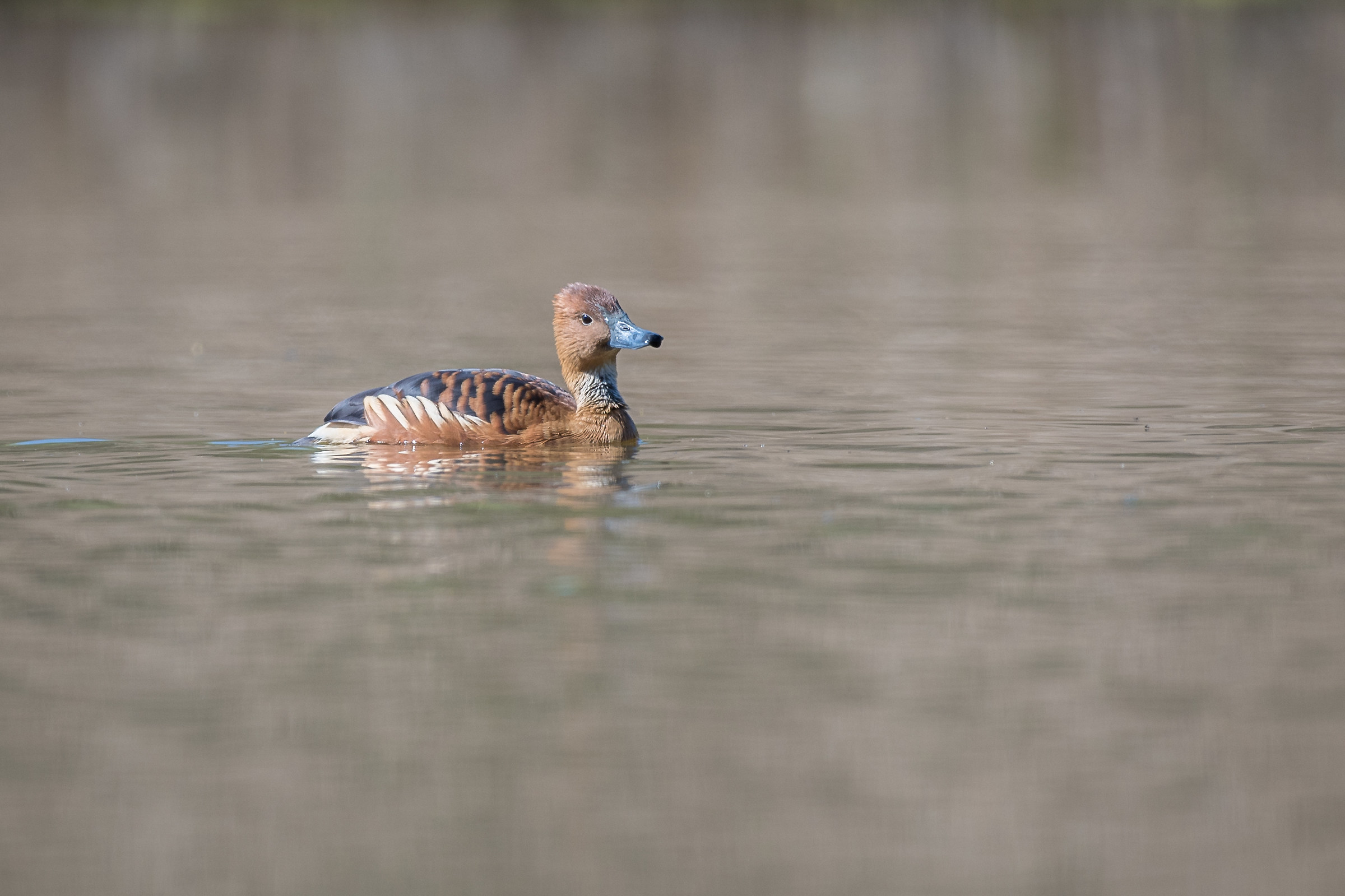 Dendrocigna Fulva !?