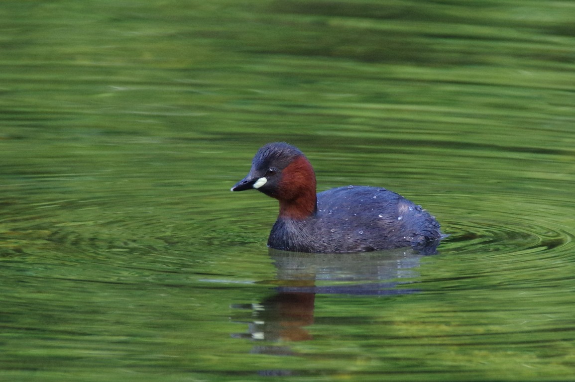 Tuffetto (Tachybaptus ruficollis) in piumaggio nuziale