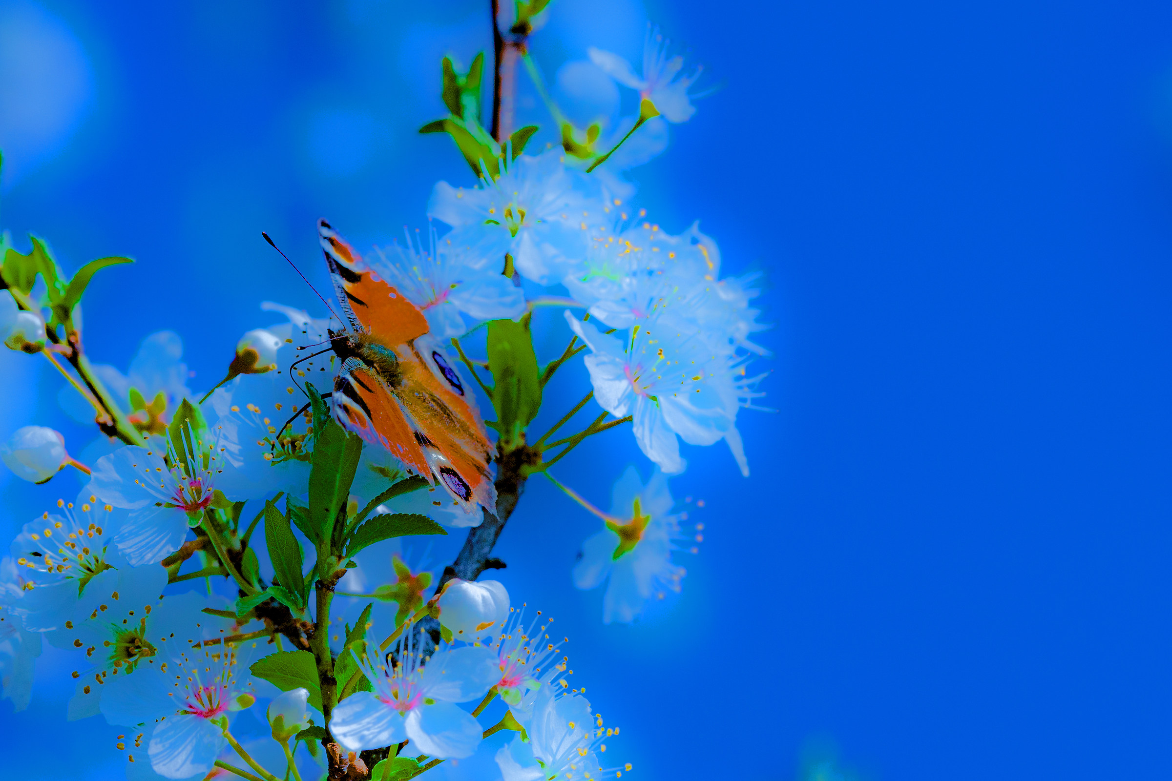 Sognando la Primavera