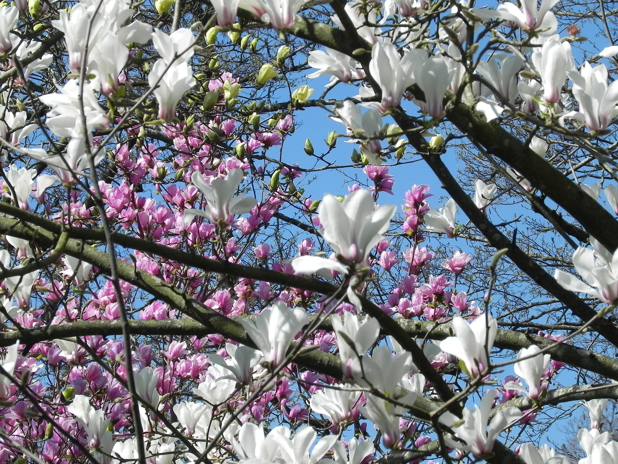 Ton of magnolia blossoms