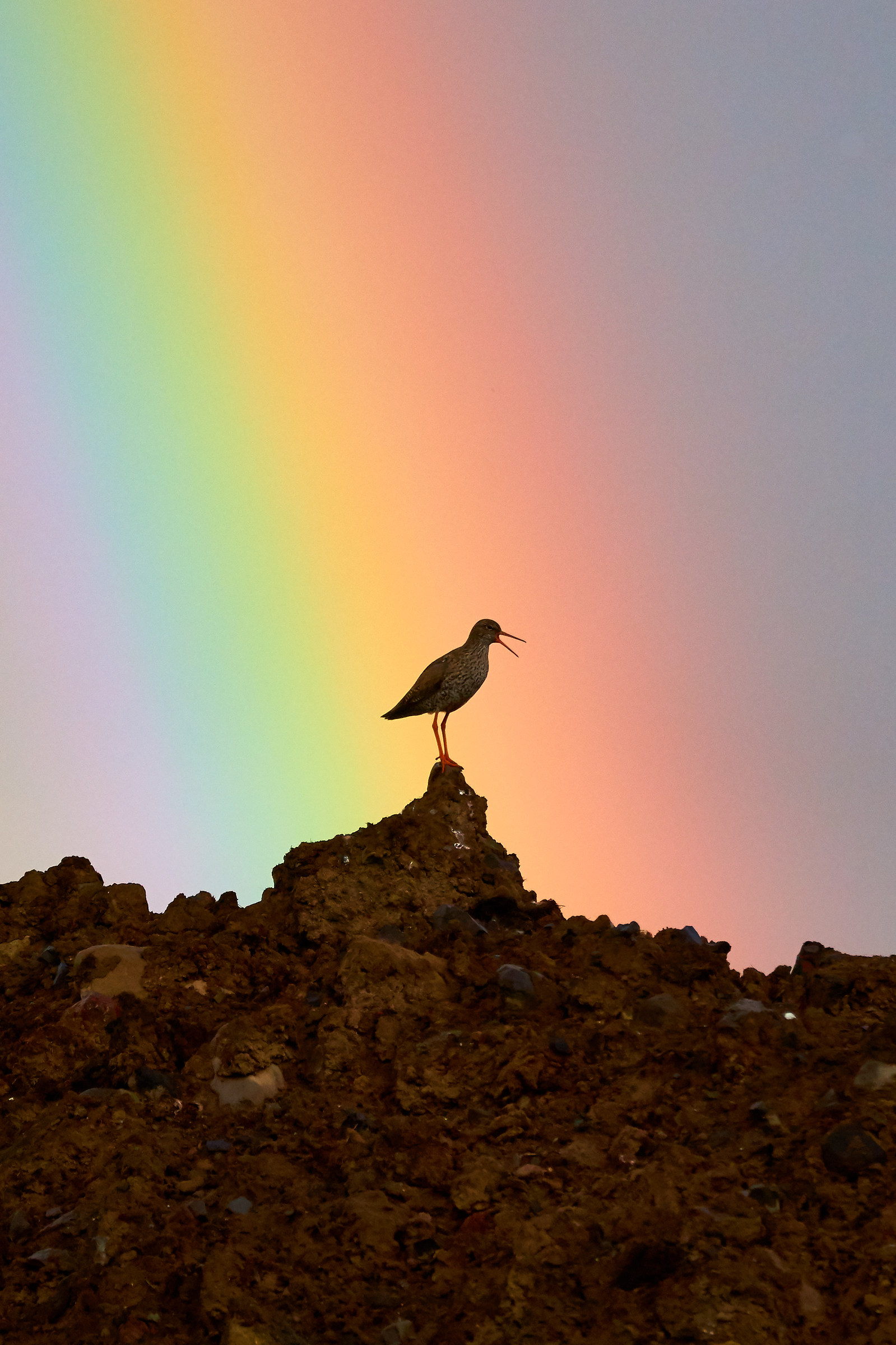 Singing in the Rainbow